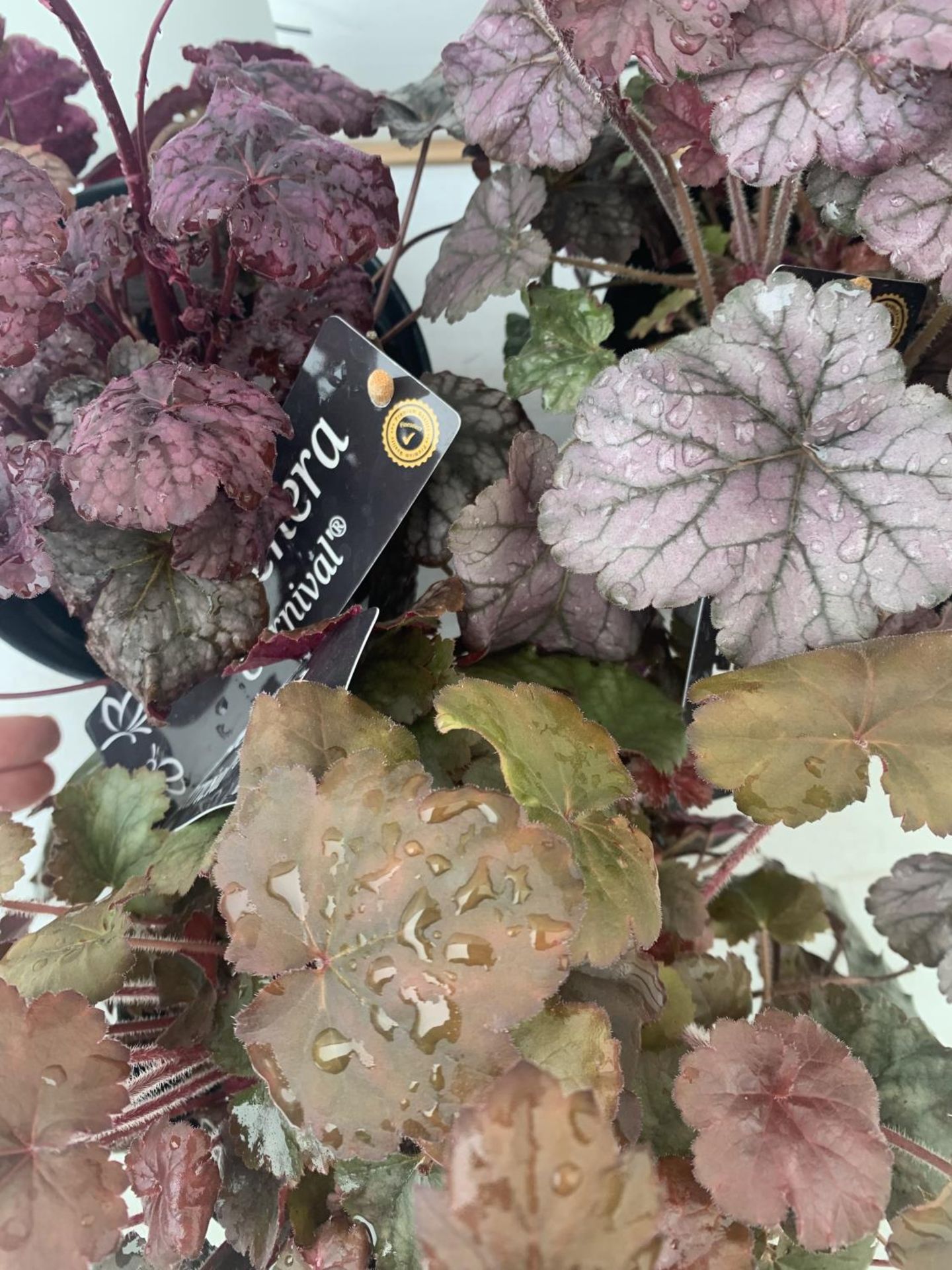 THREE HEUCHERA 'CARNIVAL' IN 2 LTR POTS APPROX 35CM IN HEIGHT PLUS VAT TO BE SOLD FOR THE THREE - Image 5 of 5