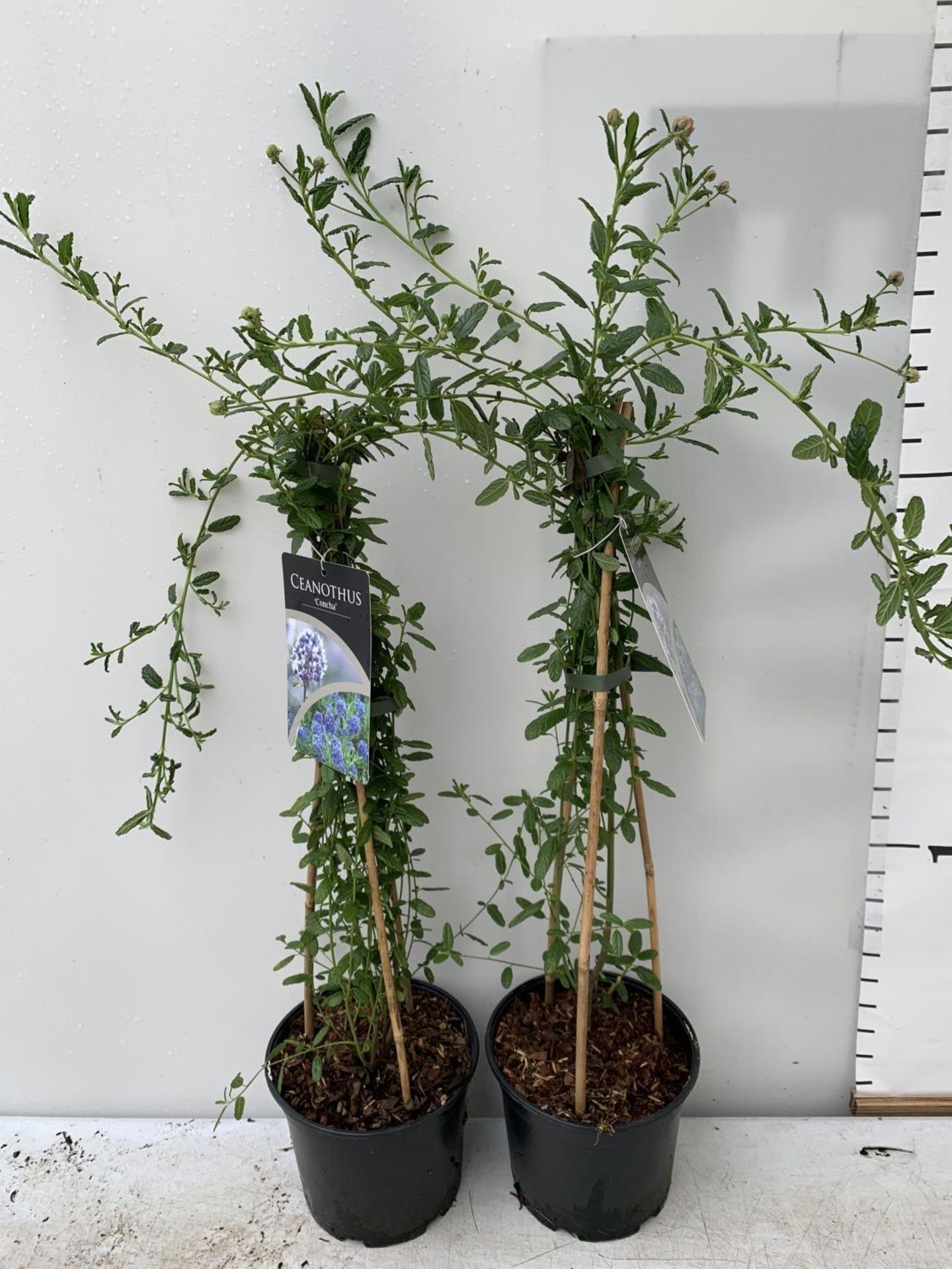 TWO CEANOTHUS CONCHA IN A 2 LTR POT ON A PYRAMID FRAME 80CM TALL PLUS VAT TO BE SOLD FOR THE TWO - Image 3 of 6