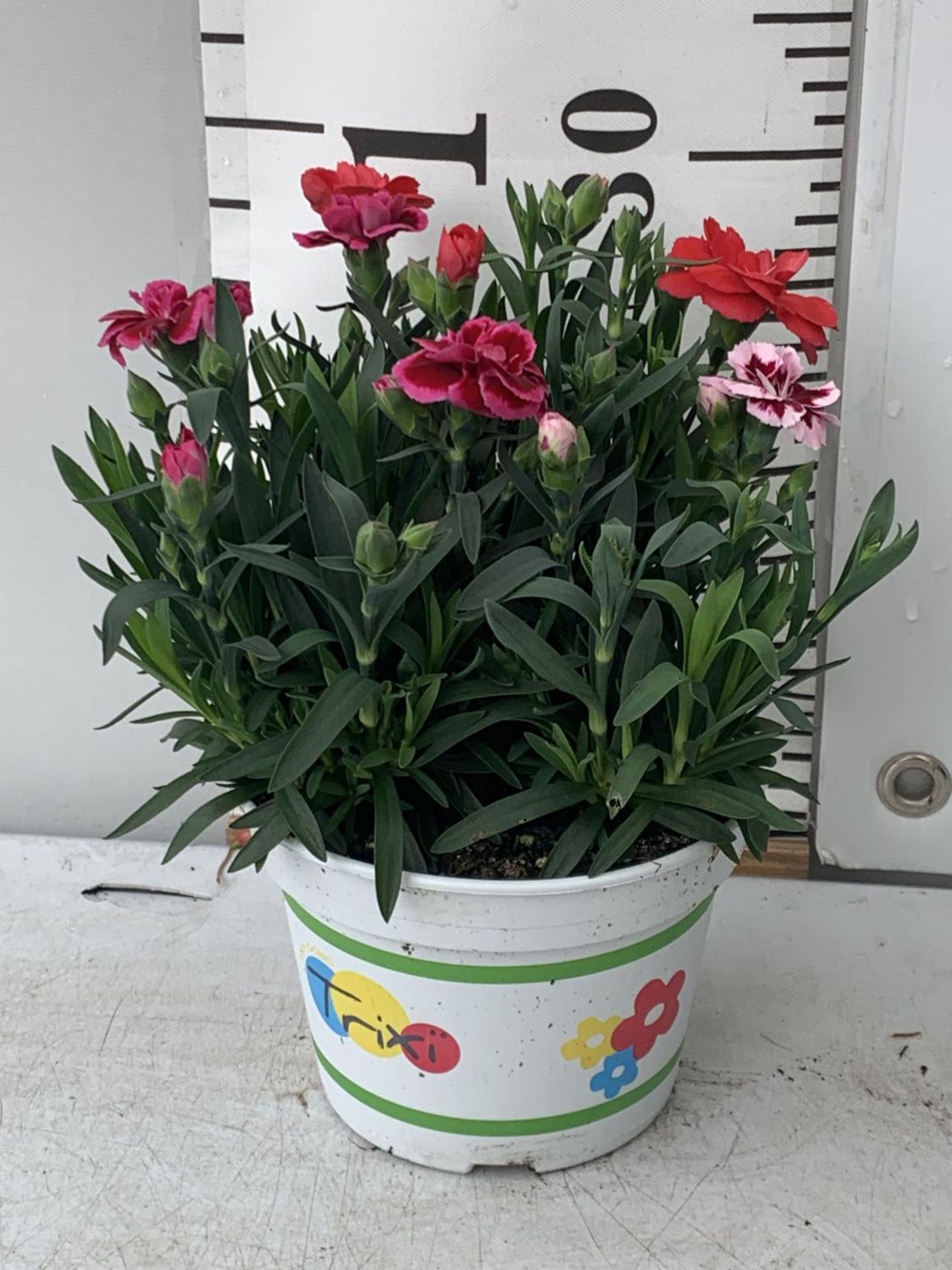 SIX POTS OF DIANTHUS TRIO MIXED WITH THREE VARIETIES IN EACH POT SIZE P15 HEIGHT 30CM TO BE SOLD FOR - Image 6 of 6