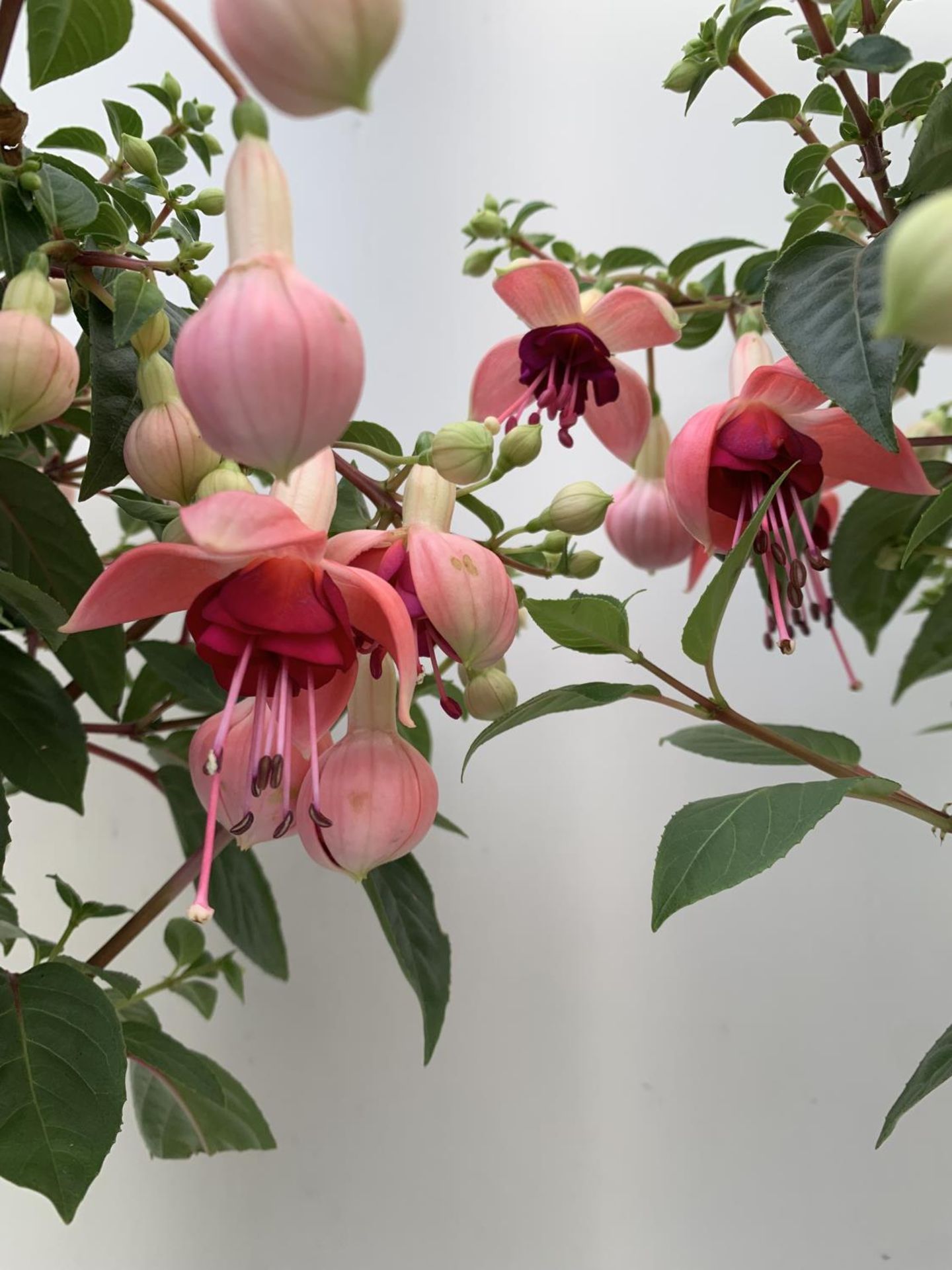 TWO BELLA STANDARD PINK FUCHSIA IN A 3 LTR POTS 70CM -80CM TALL TO BE SOLD FOR THE TWO PLUS VAT - Image 4 of 5