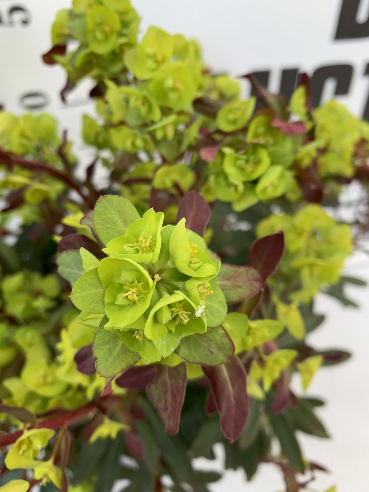 TWO EUPHORBIA PURPUREA 60CM IN HEIGHT IN 2 LTR POTS PLUS VAT TO BE SOLD FOR THE TWO - Image 6 of 6