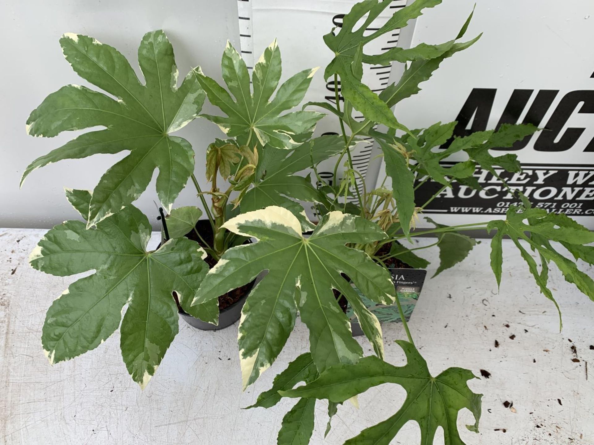 TWO FATSIA JAPONICA VARIEGATA AND FATSIA POLYCARPA 'GREEN FINGERS' IN 2 LTR POTS 50CM TALL PLUS - Image 7 of 8