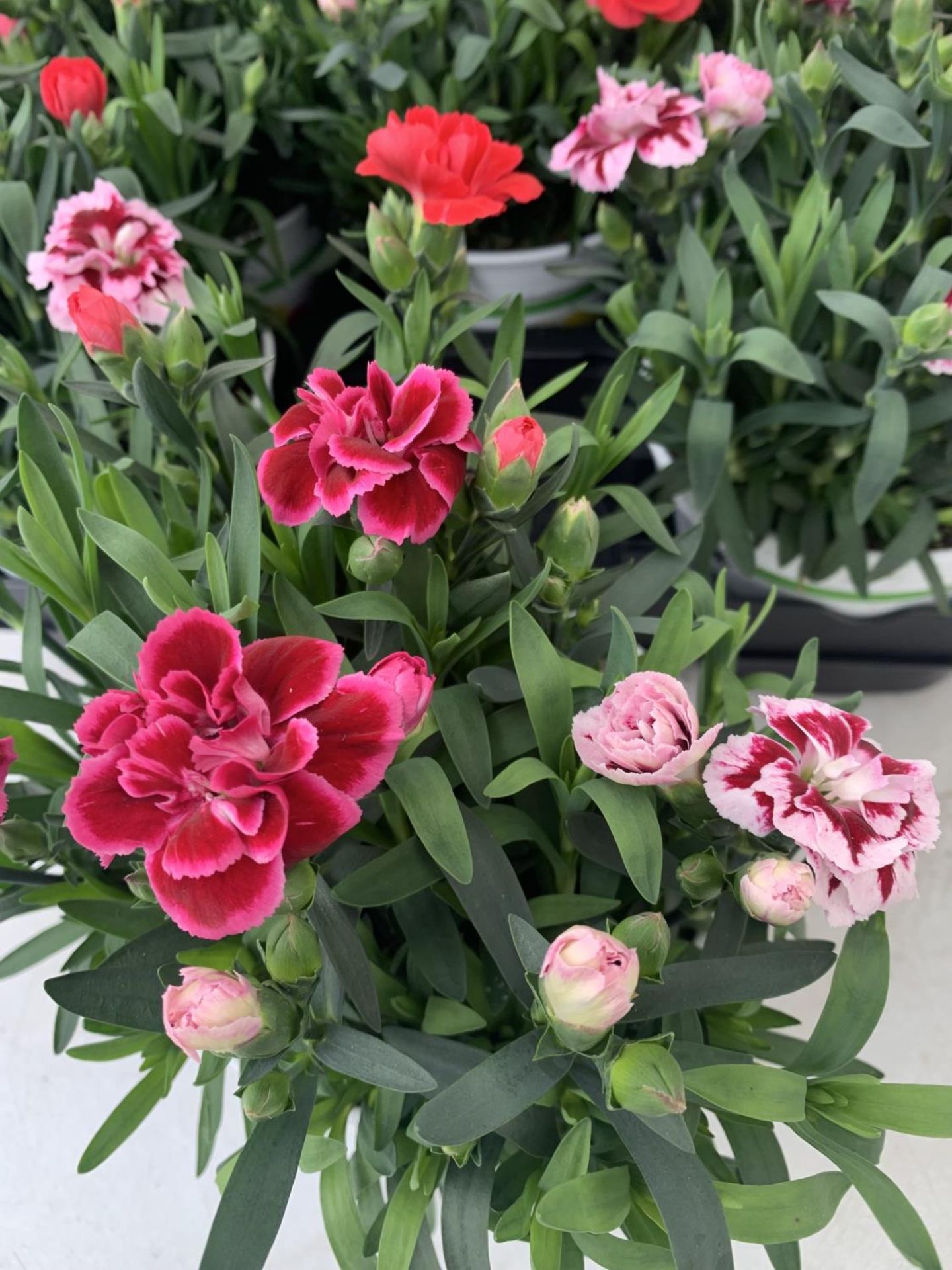 SIX POTS OF DIANTHUS TRIO MIXED WITH THREE VARIETIES IN EACH POT SIZE P15 HEIGHT 30CM TO BE SOLD FOR - Image 3 of 5