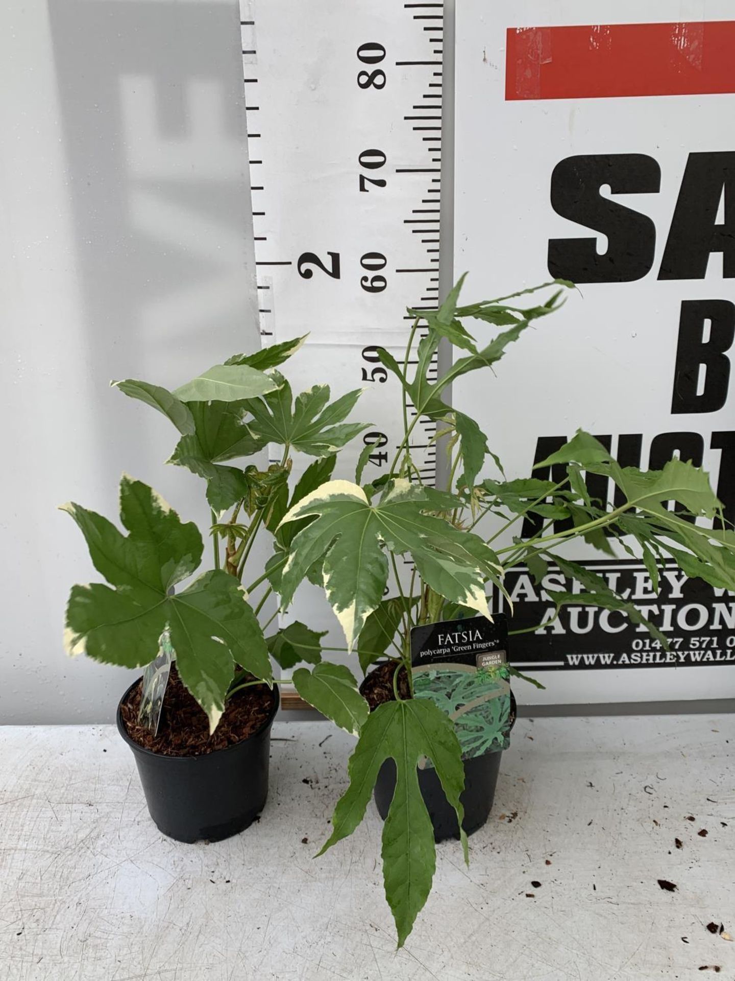 TWO FATSIA JAPONICA VARIEGATA AND FATSIA POLYCARPA 'GREEN FINGERS' IN 2 LTR POTS 50CM TALL PLUS - Image 3 of 8