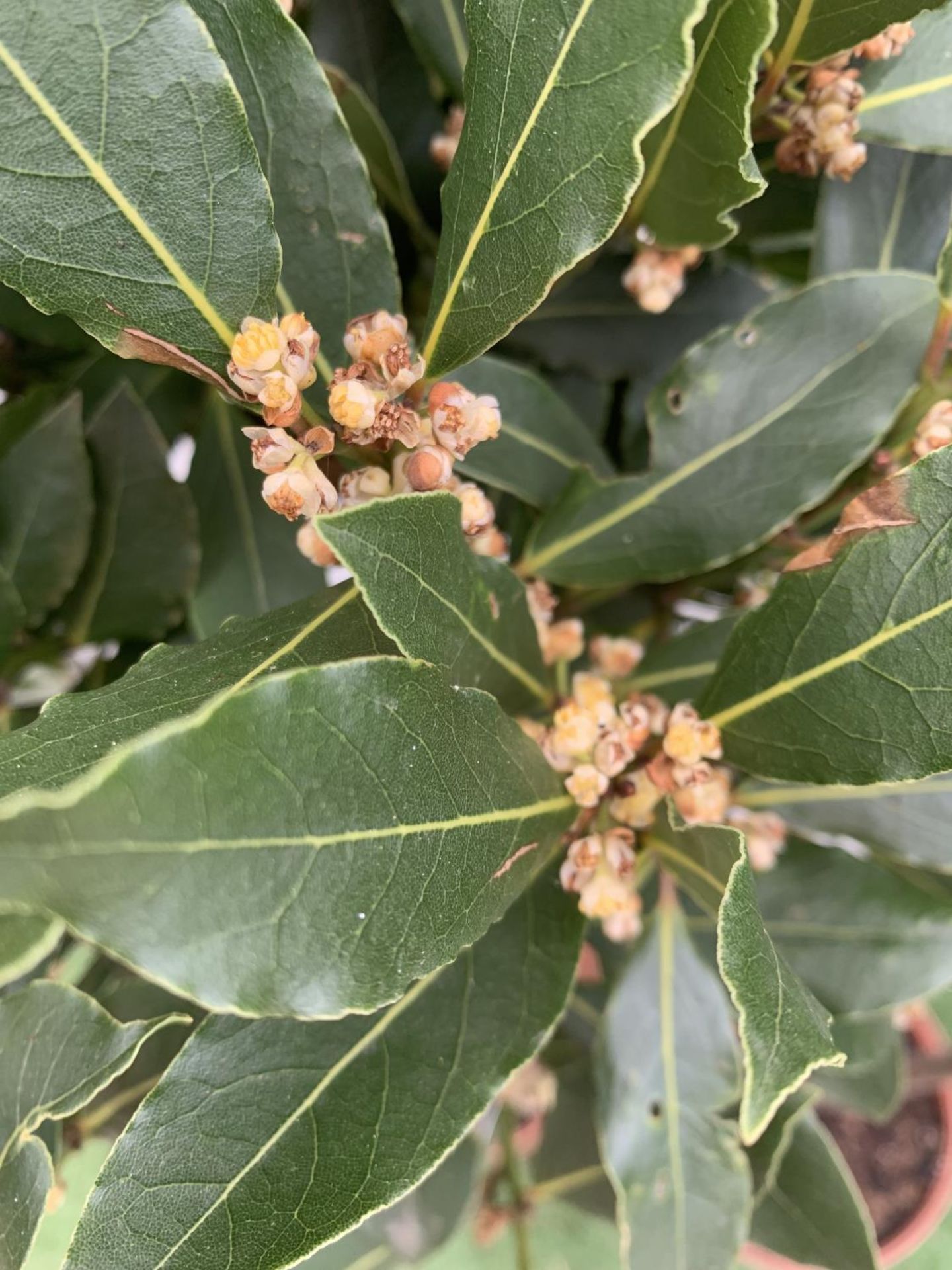 A PAIR OF STANDARD BAY TREES LAURUS NOBILIS IN 10 LTR POTS APPROX 130CM IN HEIGHT TO BE SOLD FOR THE - Image 4 of 5