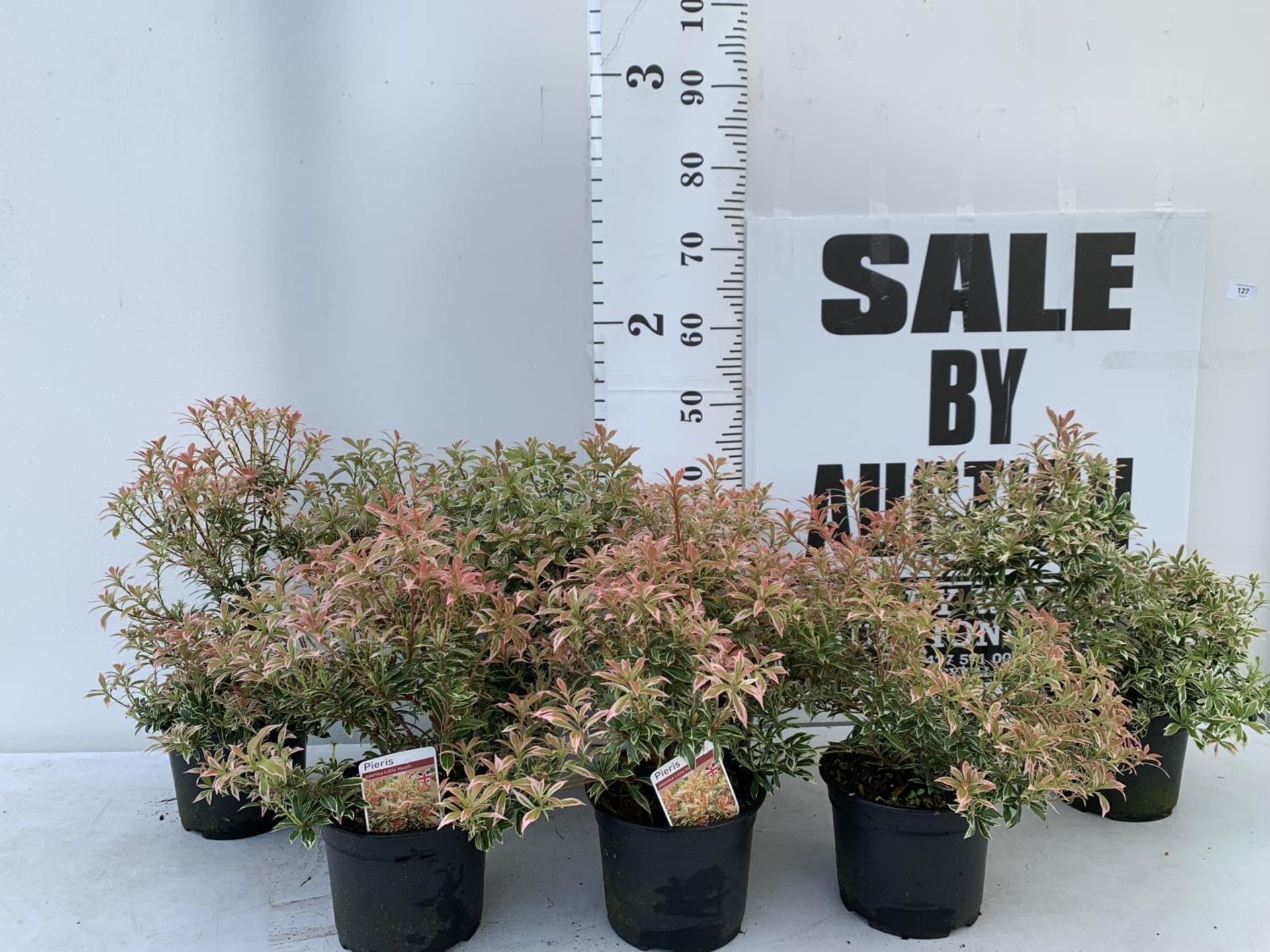 SEVEN PIERIS LITTLE HEATH 45CM TALL IN 2 LTR POTS TO BE SOLD FOR THE SEVEN PLUS VAT - Image 2 of 13