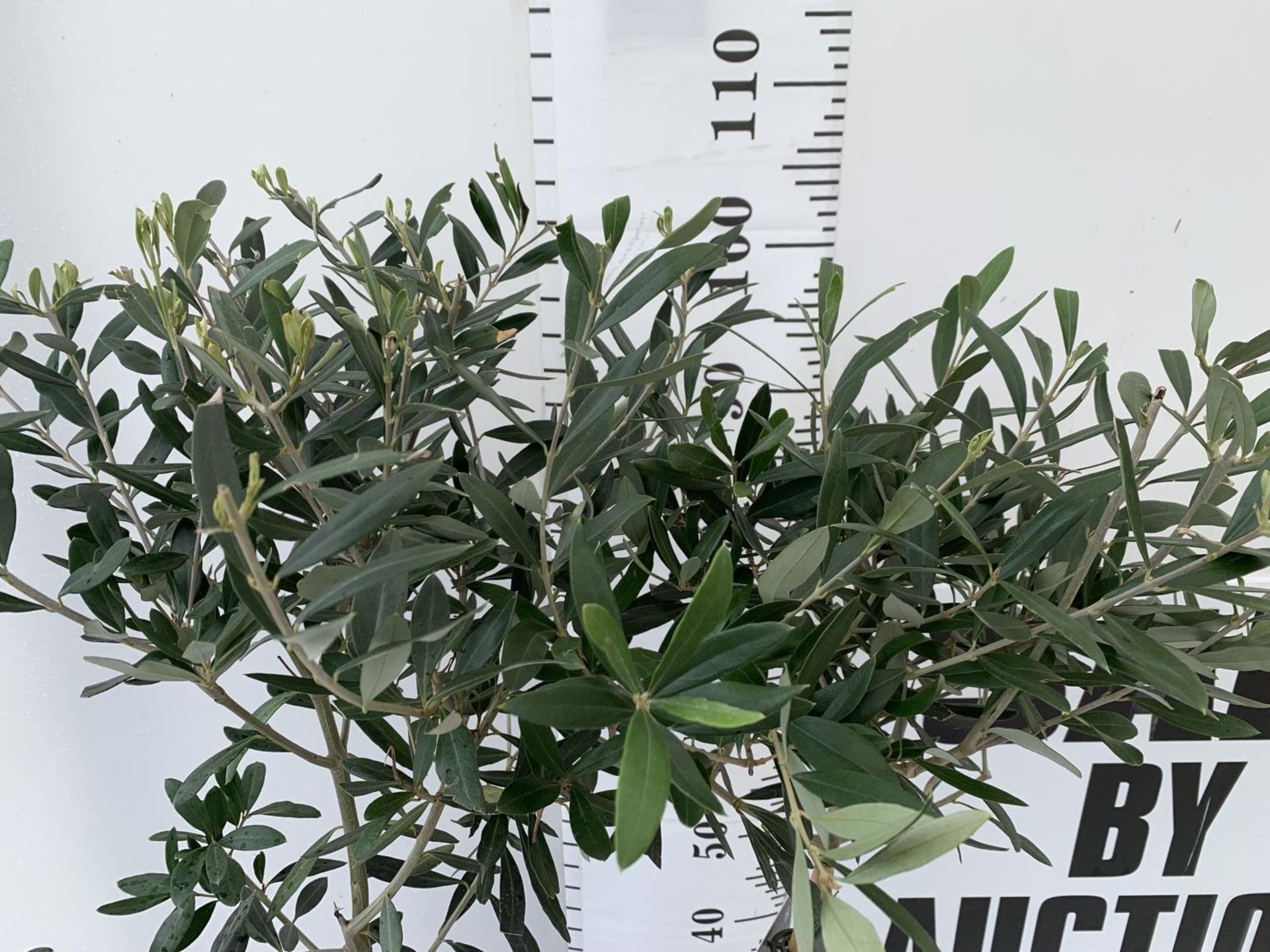 TWO OLIVE EUROPEA STANDARD TREES APPROX 110CM IN HEIGHT IN 3LTR POTS NO VAT TO BE SOLD FOR THE TWO - Image 3 of 8