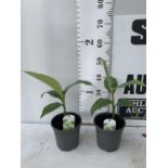 TWO MUSA BASJOO BANANA PLANTS IN 2 LTR POTS 40CM TALL TO BE SOLD FOR THE TWO NO VAT