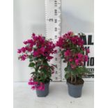 TWO BOUGAINVILLEA SANDERINA ON A PYRAMID FRAME, 3 LTR POTS HEIGHT 70-80CM. PATIO READY TO BE SOLD