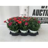 SIX POTS OF DIANTHUS TRIO MIXED WITH THREE VARIETIES IN EACH POT SIZE P15 HEIGHT 30CM TO BE SOLD FOR
