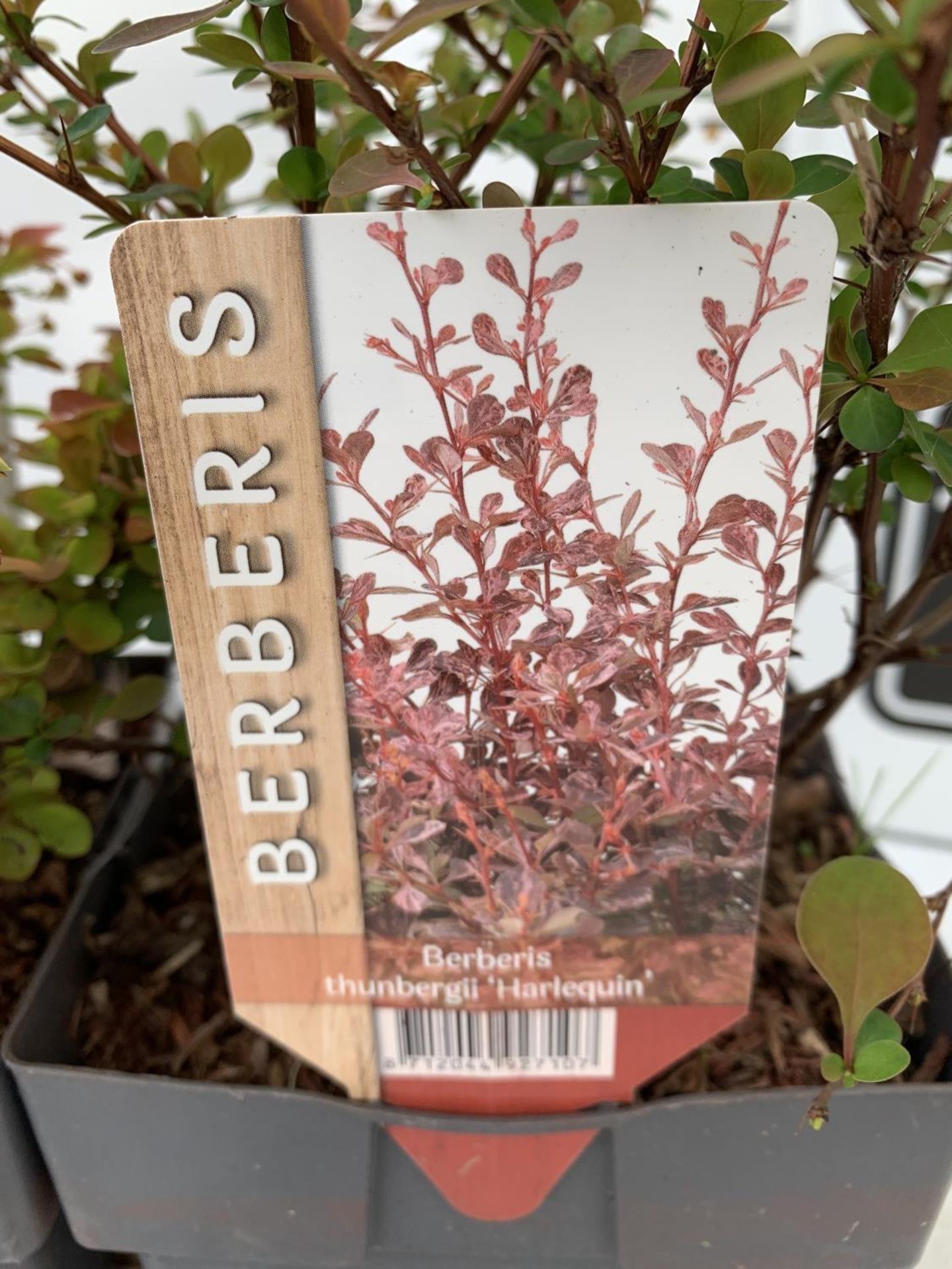THREE ASSORTED BERBERIS THUNBERGII 'HARLEQUIN, TINY GOLD AND RUBY STAR' IN 2 LTR POTS PLUS VAT - Image 4 of 6
