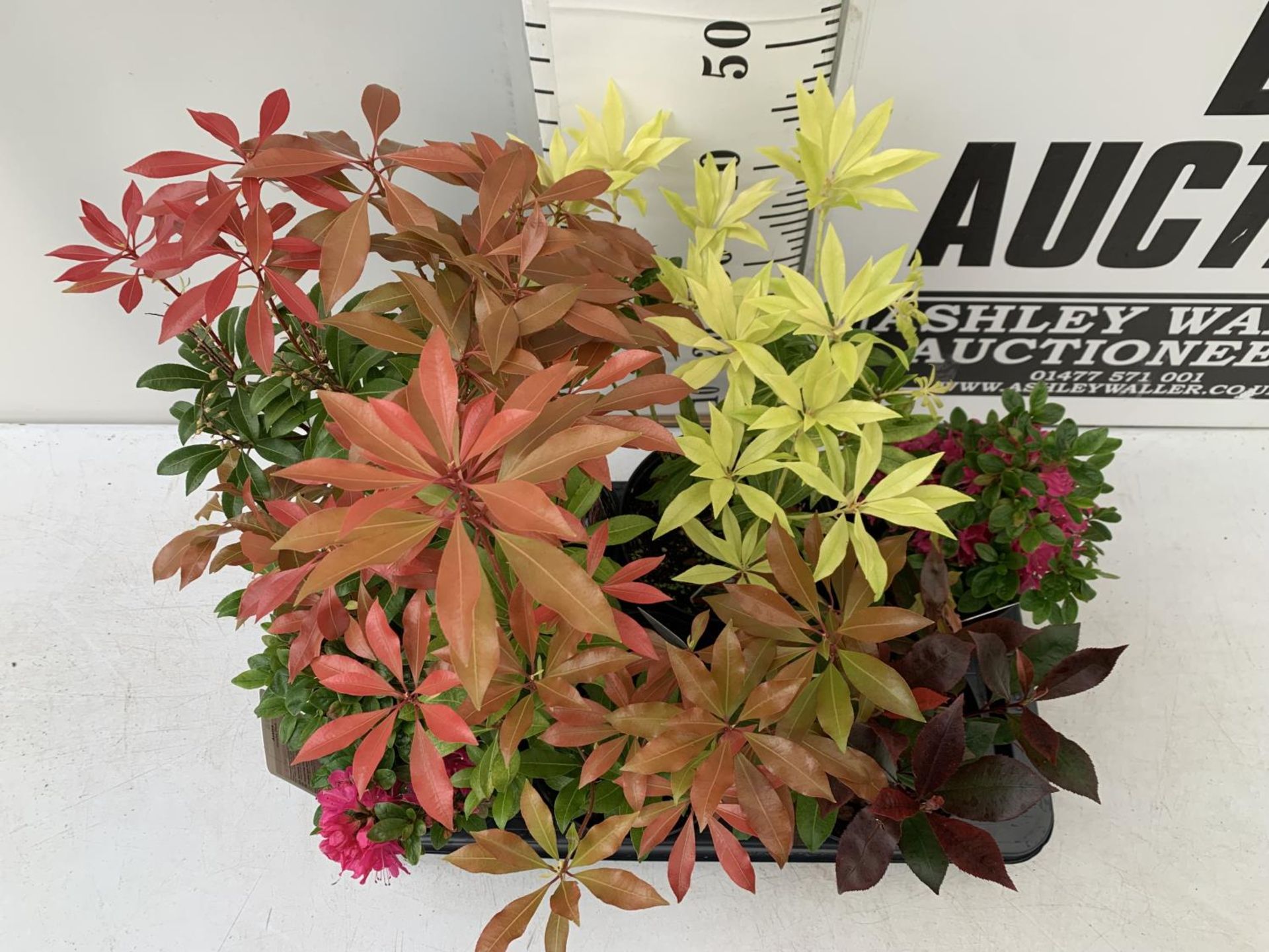 SIX MIXED SHRUBS IN 2 LTR POTS TO INCLUDE PHOTINIA, AZALEAS, PIERIS ETC APPROX 50CM IN HEIGHT PLUS - Image 2 of 6