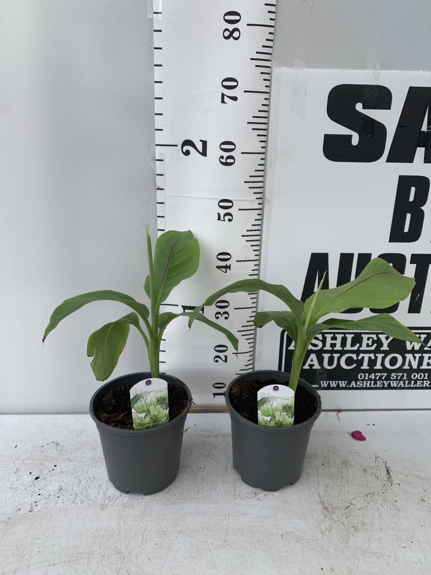 TWO MUSA BASJOO BANANA PLANTS IN 2 LTR POTS 35CM TALL TO BE SOLD FOR THE TWO NO VAT