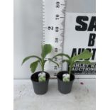 TWO MUSA BASJOO BANANA PLANTS IN 2 LTR POTS 35CM TALL TO BE SOLD FOR THE TWO NO VAT