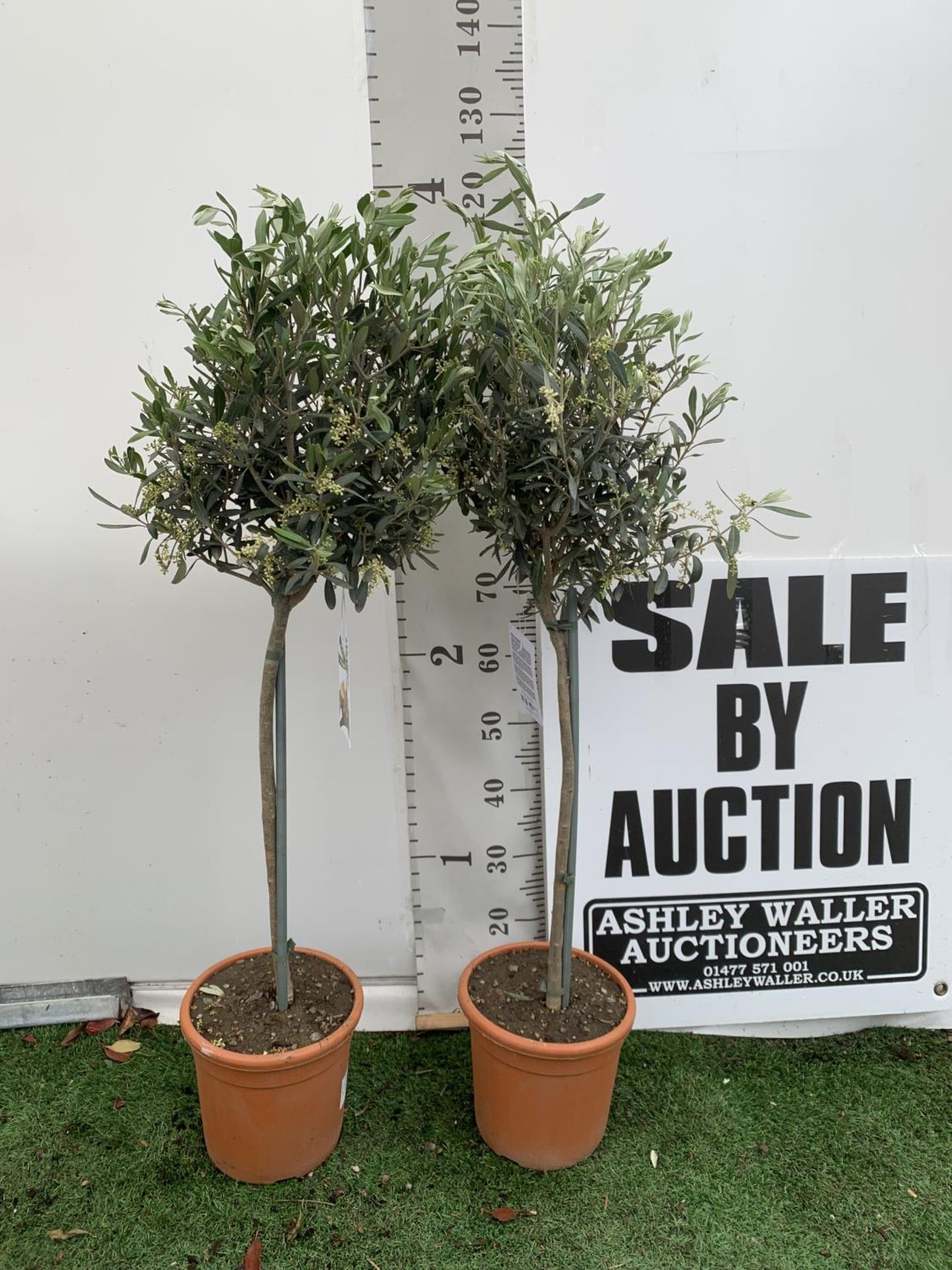 A PAIR OF STANDARD OLEA OLIVE EUROPAEA TREES IN 4 LTR POTS 120CM TALL TO BE SOLD FOR THE TWO NO VAT - Image 2 of 6