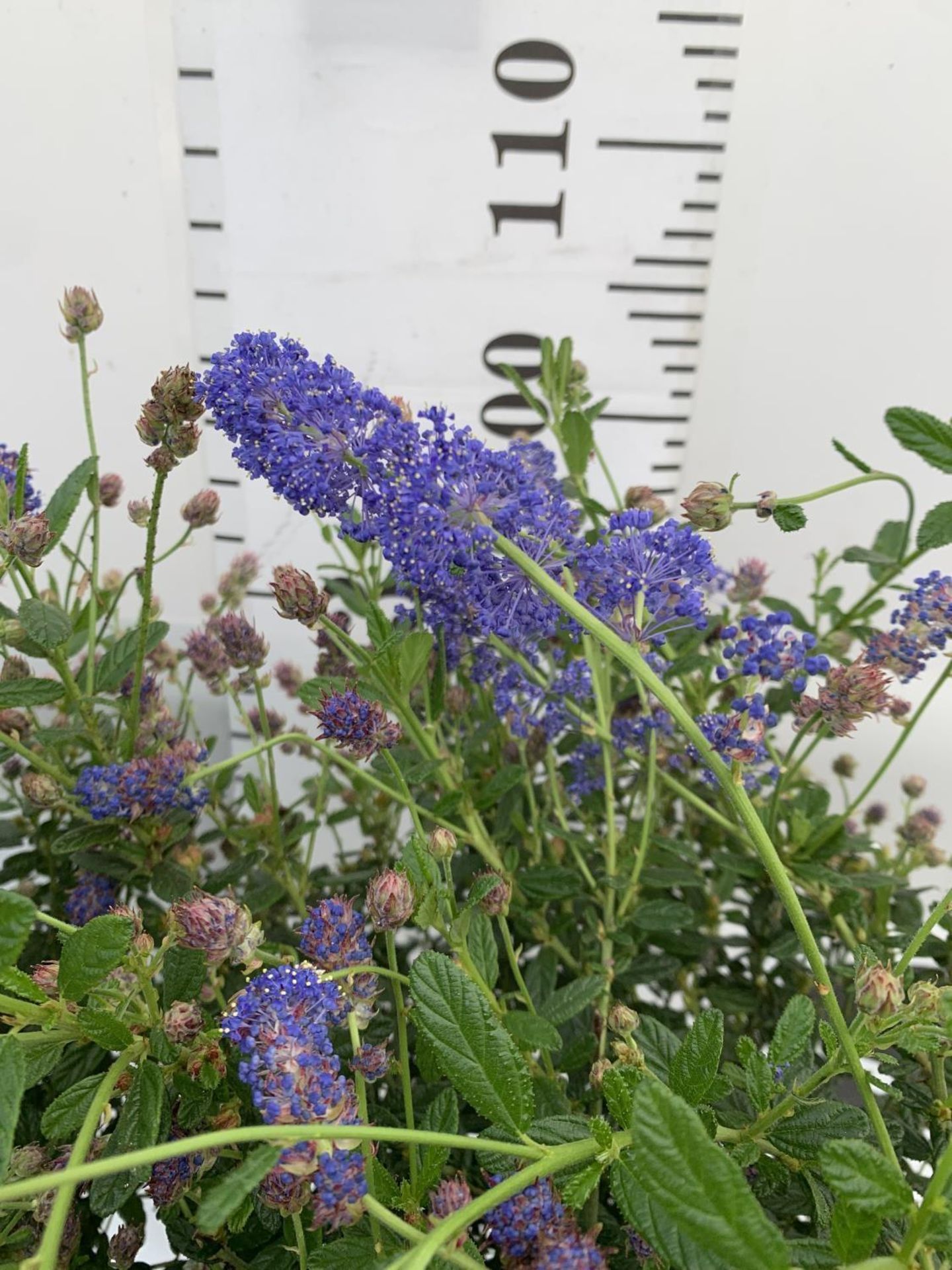 TWO CEANOTHUS STANDARD TREES 'CONCHA' IN FLOWER APPROX 120CM IN HEIGHT IN 3LTR POTS PLUS VAT TO BE - Image 3 of 4