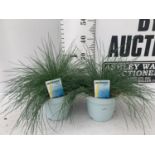 TWO FESTUCA GLAUCA 'INTENSE BLUE' ORNAMENTAL GRASSES IN 2 LTR POTS APPROX 35CM IN HEIGHT PLUS VAT TO