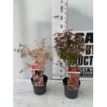 TWO ACER PALMATUM JAPANESE JEWELS TO INCLUDE TAYLOR AND SHAINIA IN 3 LTR POTS 60-70CM TALL TO BE