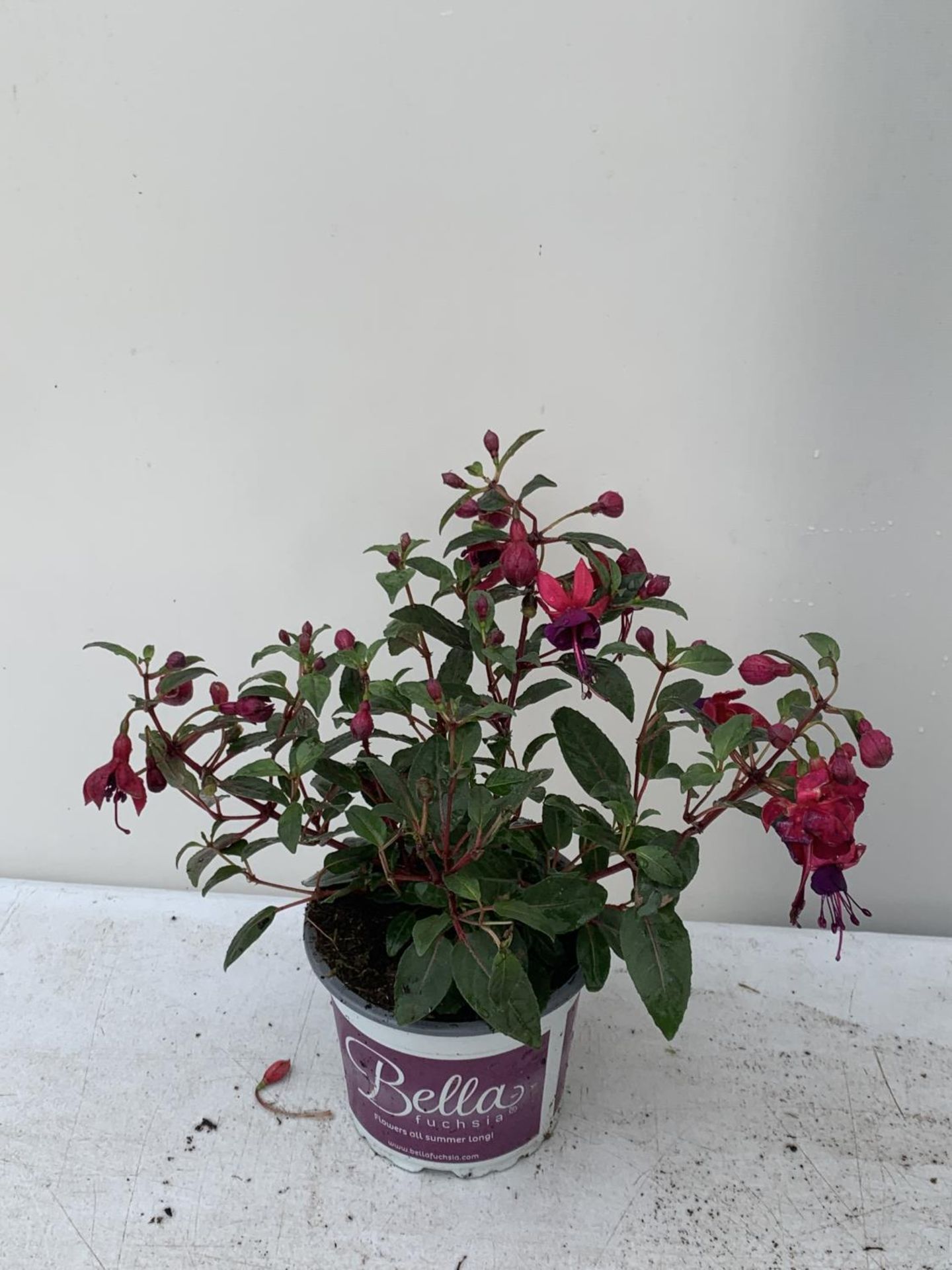 NINE FUCHSIA BELLA IN 20CM POTS 20-30CM TALL TO BE SOLD FOR THE NINE PLUS VAT - Image 2 of 5
