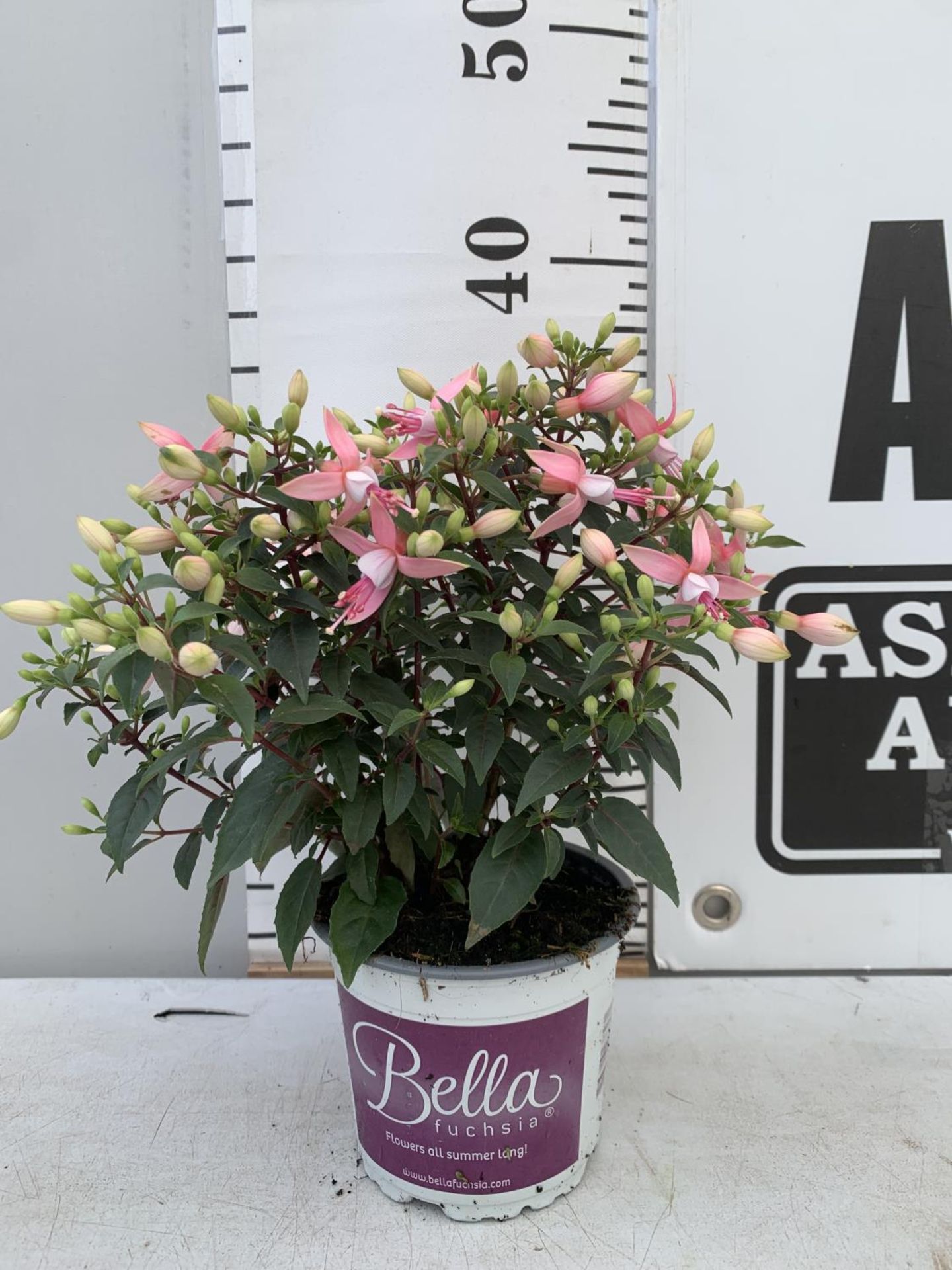 NINE FUCHSIA BELLA PINK IN 20CM POTS 20-30CM TALL TO BE SOLD FOR THE NINE PLUS VAT - Image 3 of 6