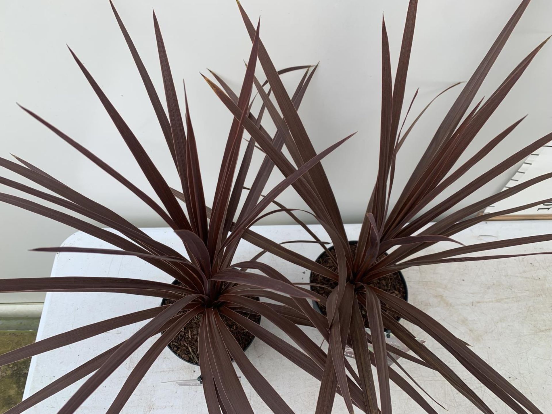 TWO CORDYLINE AUSTRALIS RED STAR IN 2 LTR POTS HEIGHT OVER 60CM PLUS VAT TO BE SOLD FOR THE TWO - Image 5 of 5