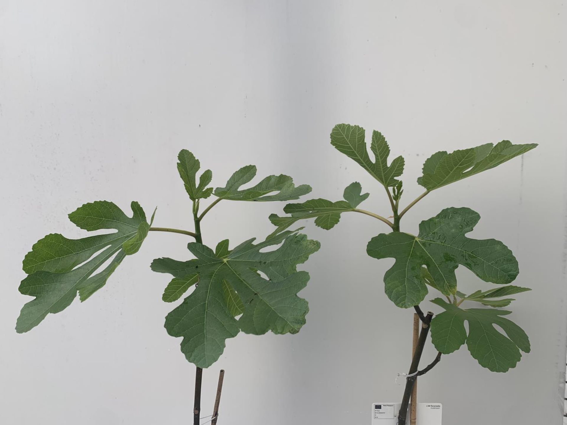 TWO FIG FICUS CARICA IN 2 LTR POTS APPROX 90CM IN HEIGHT NO VAT TO BE SOLD FOR THE TWO - Image 2 of 4
