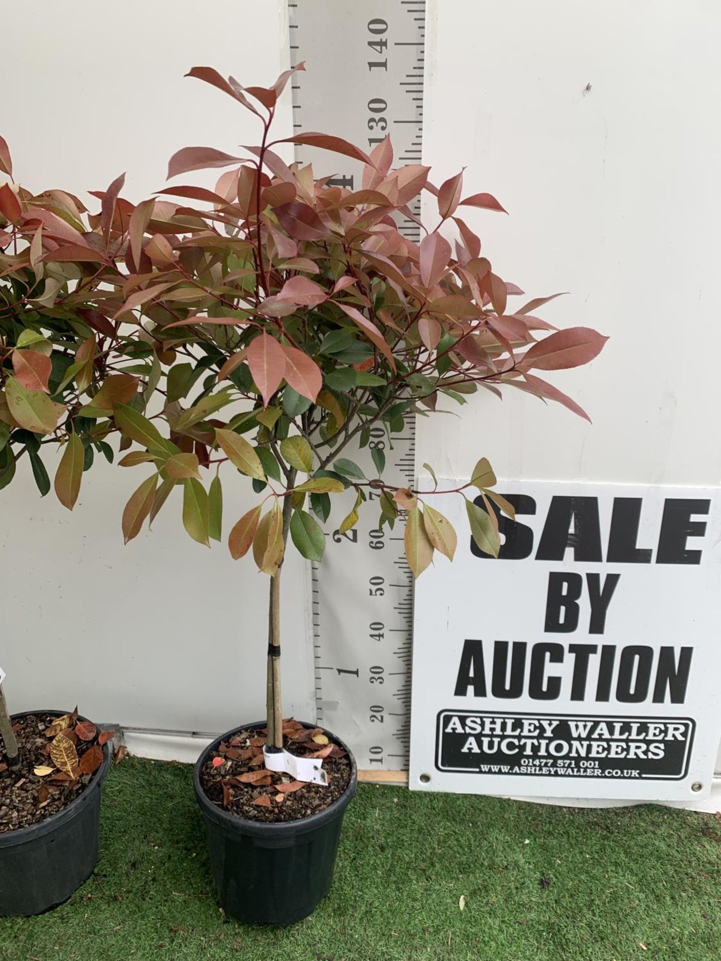 A PAIR OF STANDARD PHOTINIA FRASERI RED ROBIN TREES 120CM TALL IN A 10 LTR POT TO BE SOLD FOR THE - Image 2 of 6