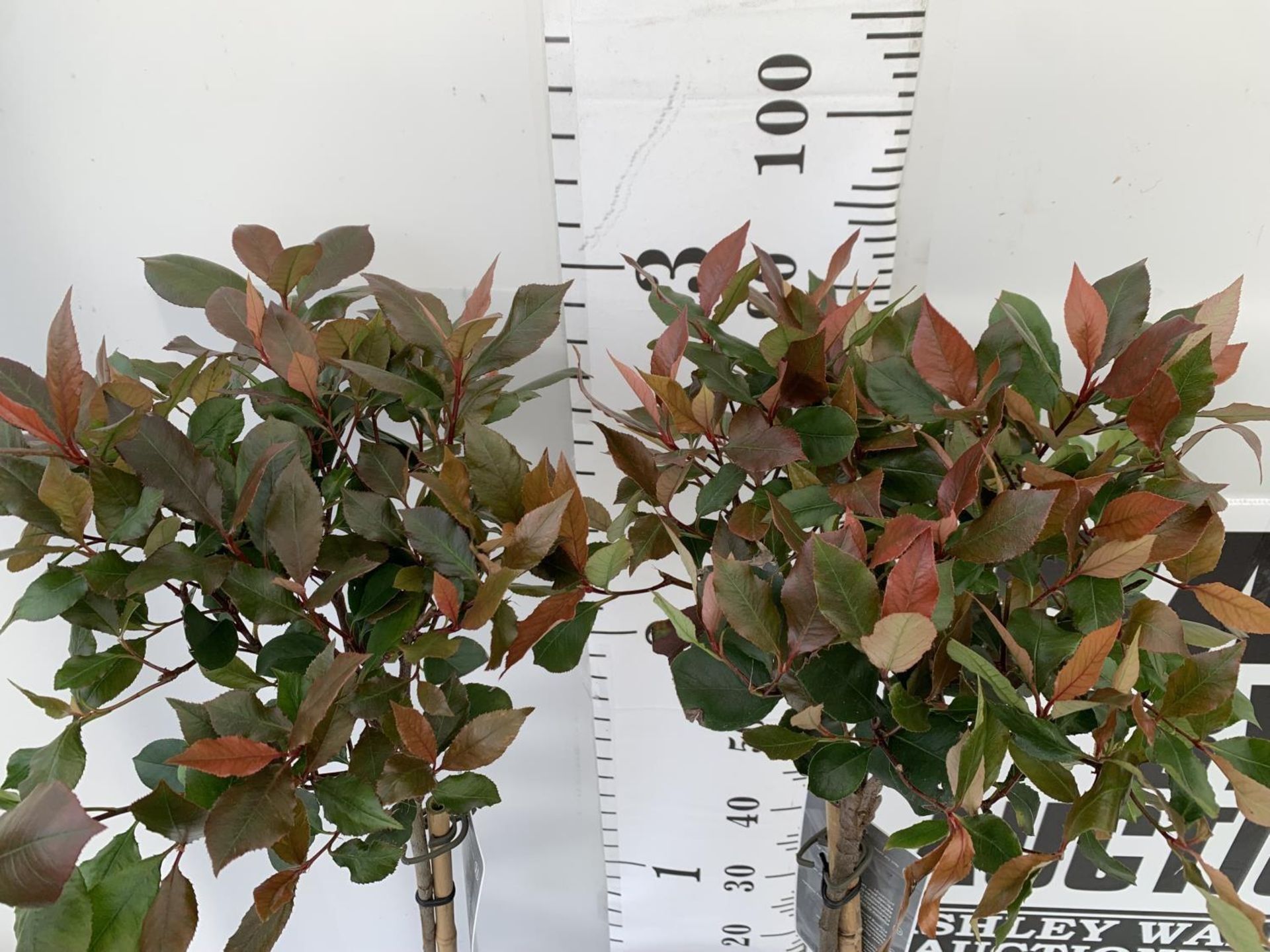 TWO PHOTINIA FRASERI STANDARD TREES 'LITTLE RED ROBIN' APPROX ONE METRE IN HEIGHT IN 3LTR POTS - Bild 2 aus 4