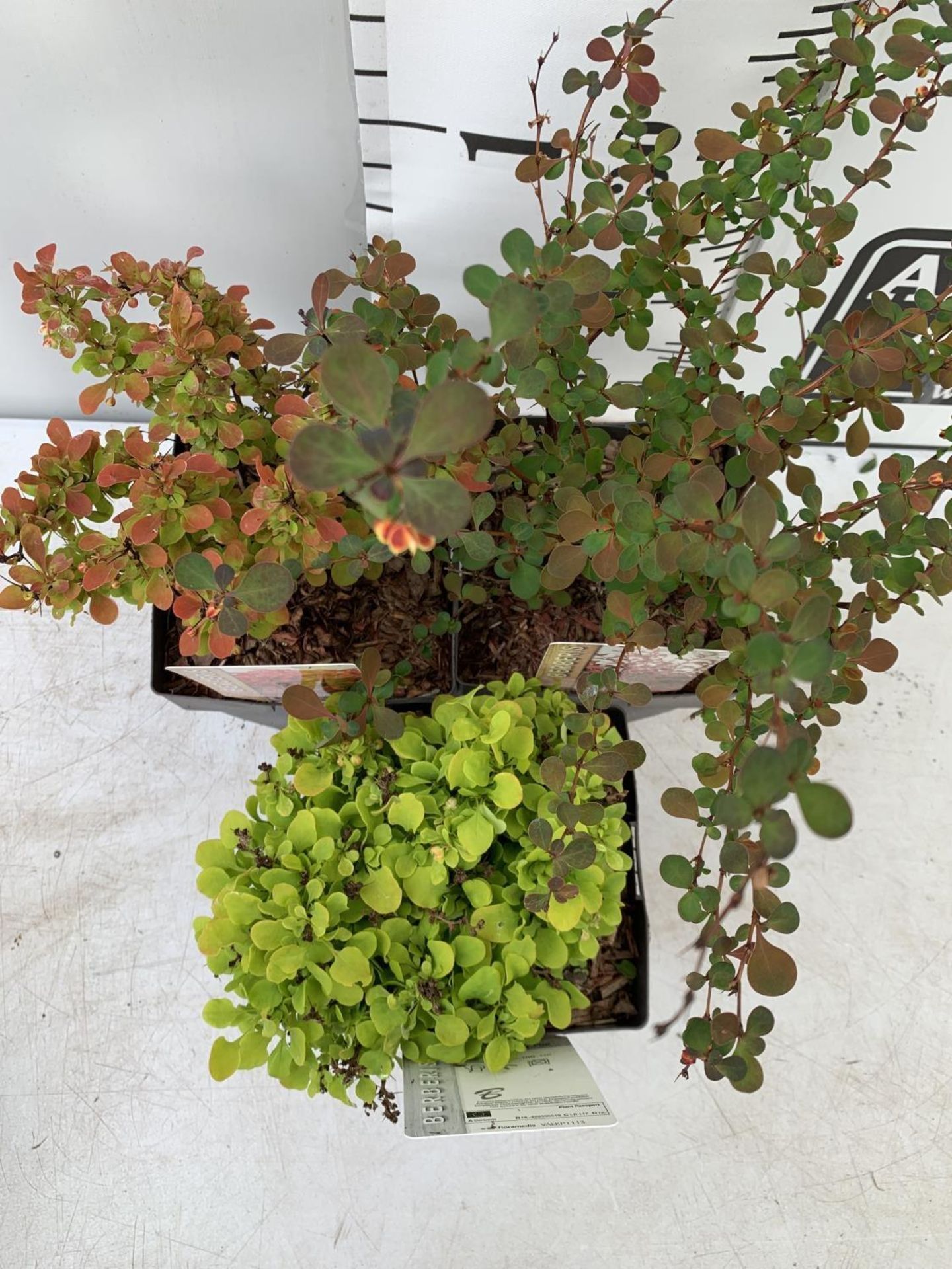 THREE ASSORTED BERBERIS THUNBERGII 'HARLEQUIN, TINY GOLD AND RUBY STAR' IN 2 LTR POTS PLUS VAT - Image 2 of 6