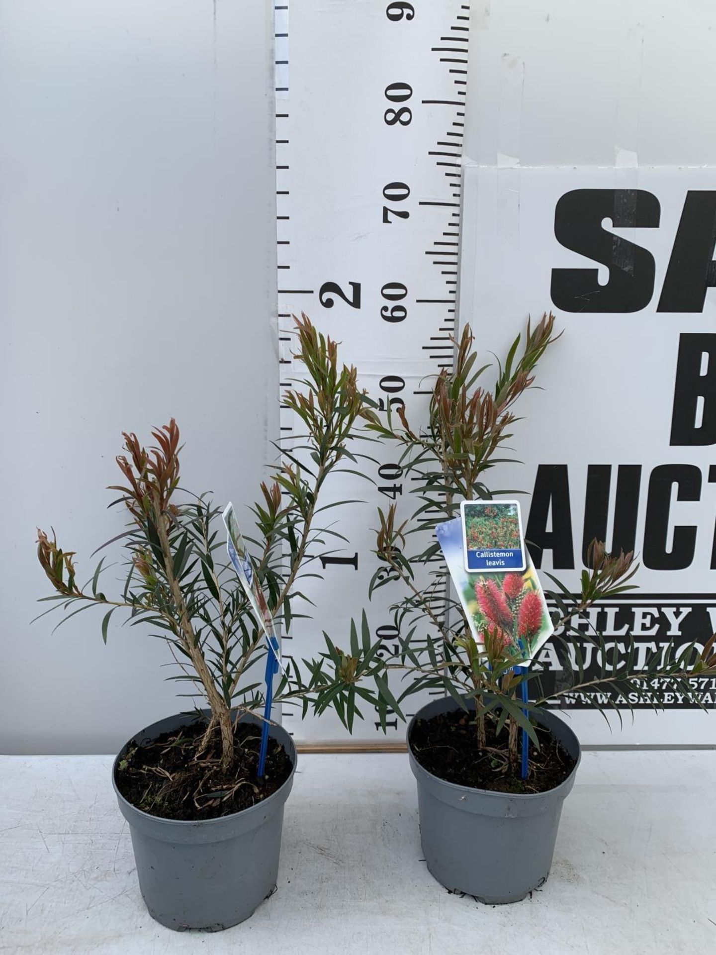 TWO CALLISTEMON LAEVIS IN 2 LTR POTS 50CM IN HEIGHT PLUS VAT TO BE SOLD FOR THE TWO - Image 2 of 9
