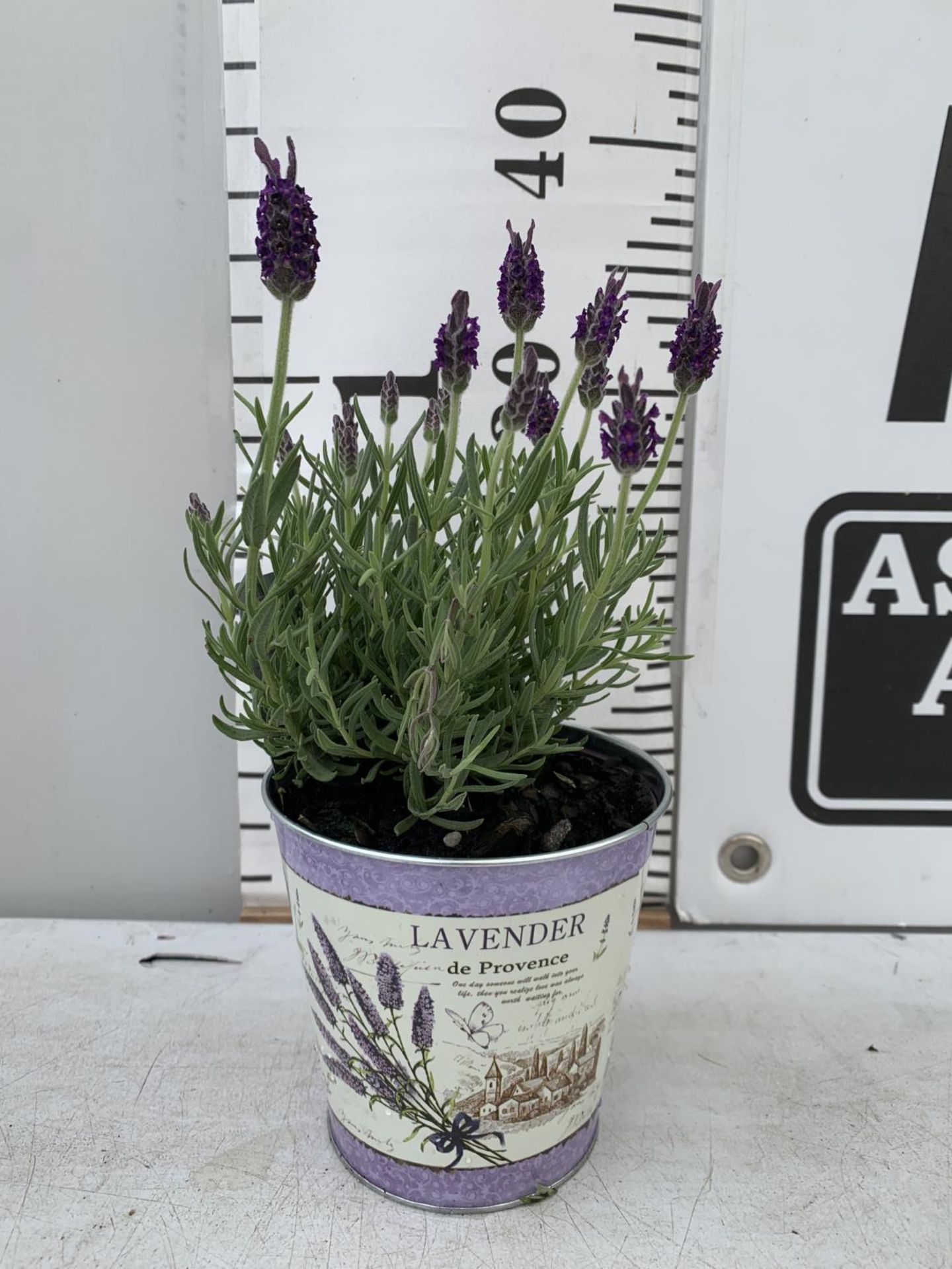 SIX LAVENDULA LAVENDER ST ANOUK COLLECTION IN DECORATIVE METAL POTS TO BE SOLD FOR THE SIX NO VAT - Image 3 of 4