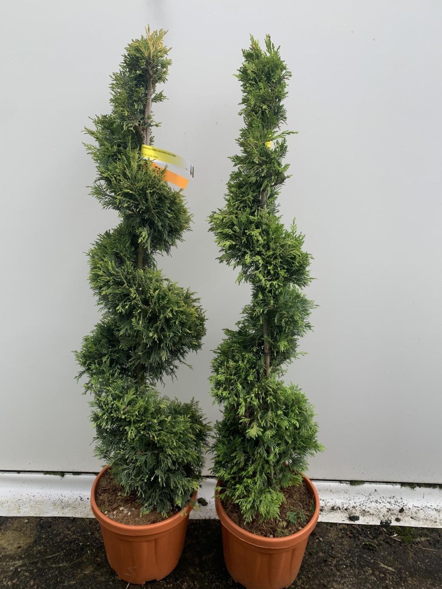 TWO SPIRAL CUPRESSOCYPARIS SPIRAL LEYANDII 'GOLD RIDER' APPROX 160CM IN HEIGHT IN 15 LTR POTS PLUS - Image 4 of 6