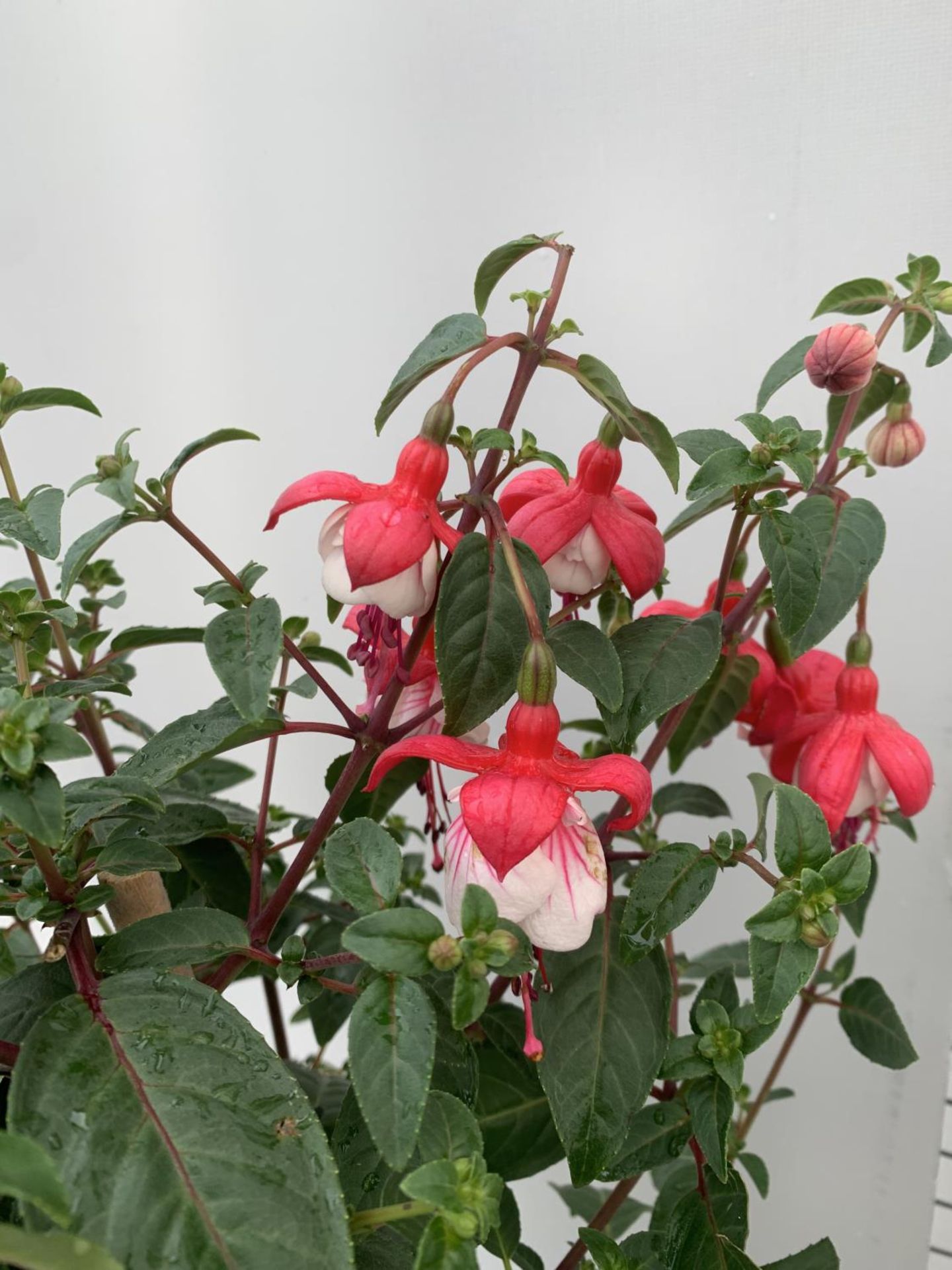 TWO BELLA STANDARD FUCHSIA IN A 3 LTR POTS 70CM -80CM TALL TO BE SOLD FOR THE TWO PLUS VAT - Image 2 of 5