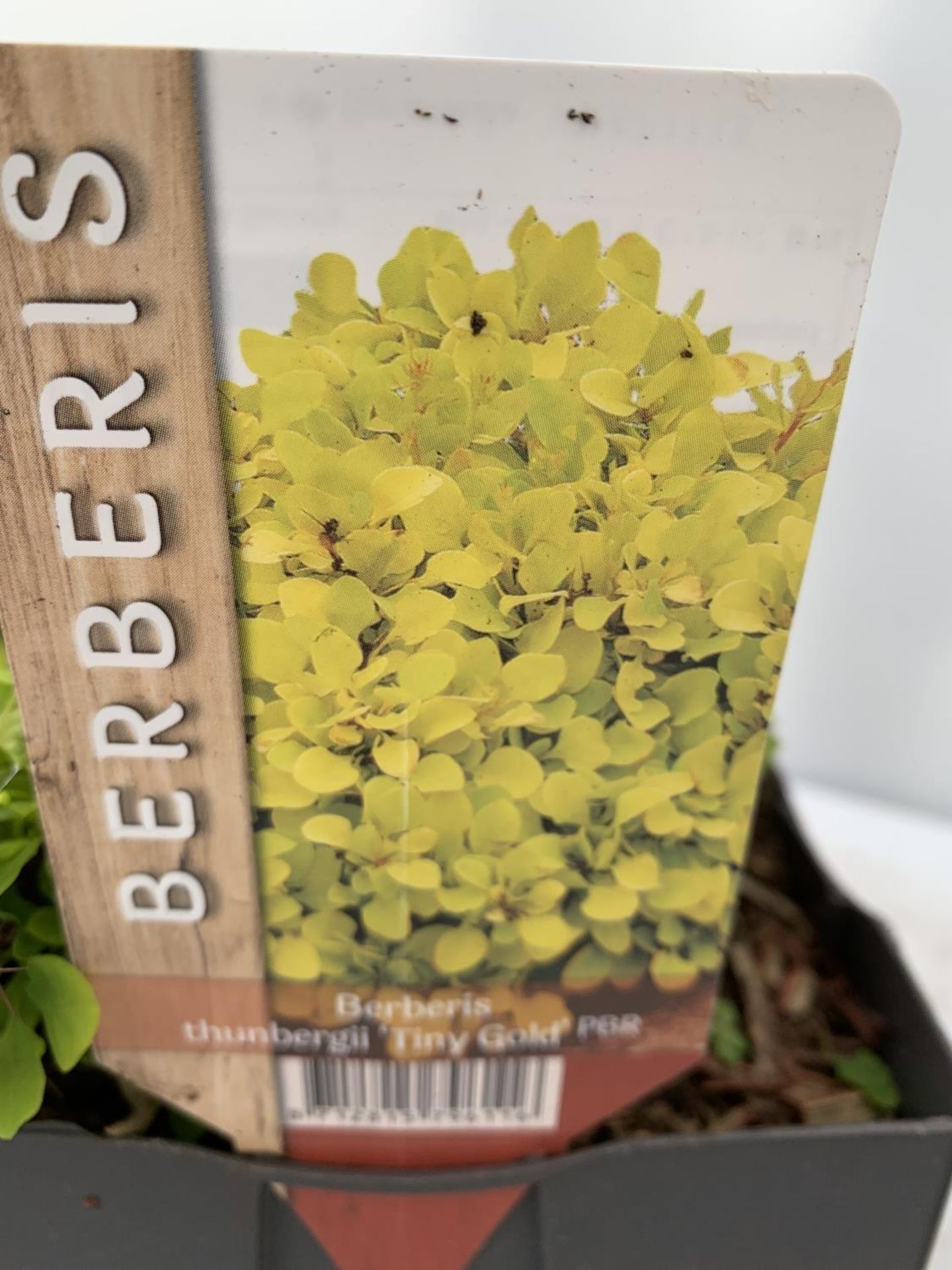 THREE ASSORTED BERBERIS THUNBERGII 'HARLEQUIN, TINY GOLD AND RUBY STAR' IN 2 LTR POTS PLUS VAT - Image 5 of 6