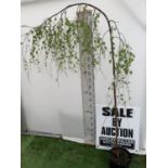 ONE LARGE YOUNGS WEEPING BIRCH TREE BETULA PENDULA OVER 2 METRES IN HEIGHT PLUS VAT IN A 10 LTR POT