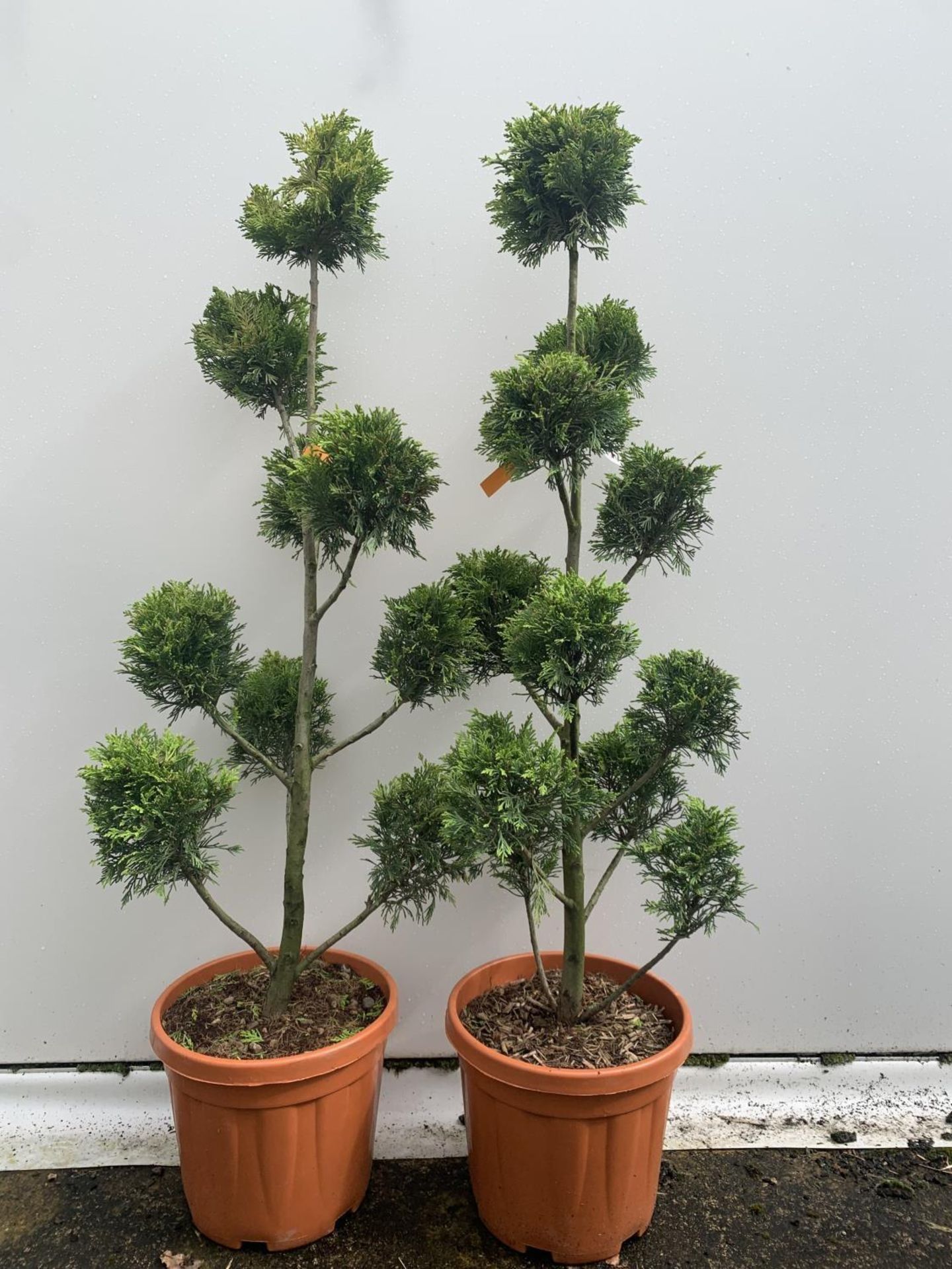 TWO POM POM TREES CUPRESSOCYPARIS LEYLANDII 'GOLD RIDER' APPROX 150CM IN HEIGHT IN 15 LTR POTS - Image 4 of 7