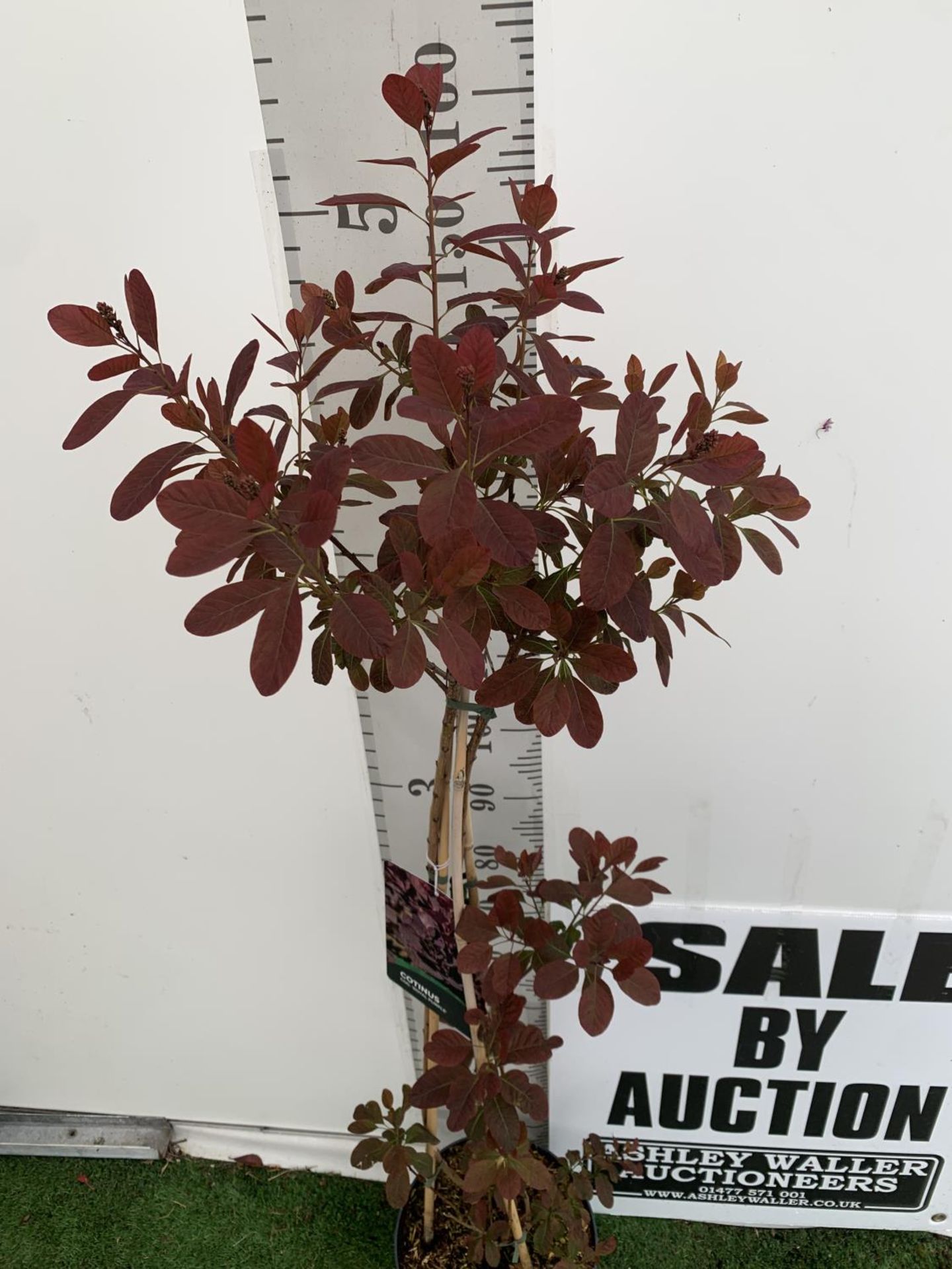 A COTINUS 'ROYAL PURPLE' SMOKE BUSH TREE OVER 160CM IN HEIGHT IN FLOWER IN A 10 LTR POT PLUS VAT - Image 3 of 13