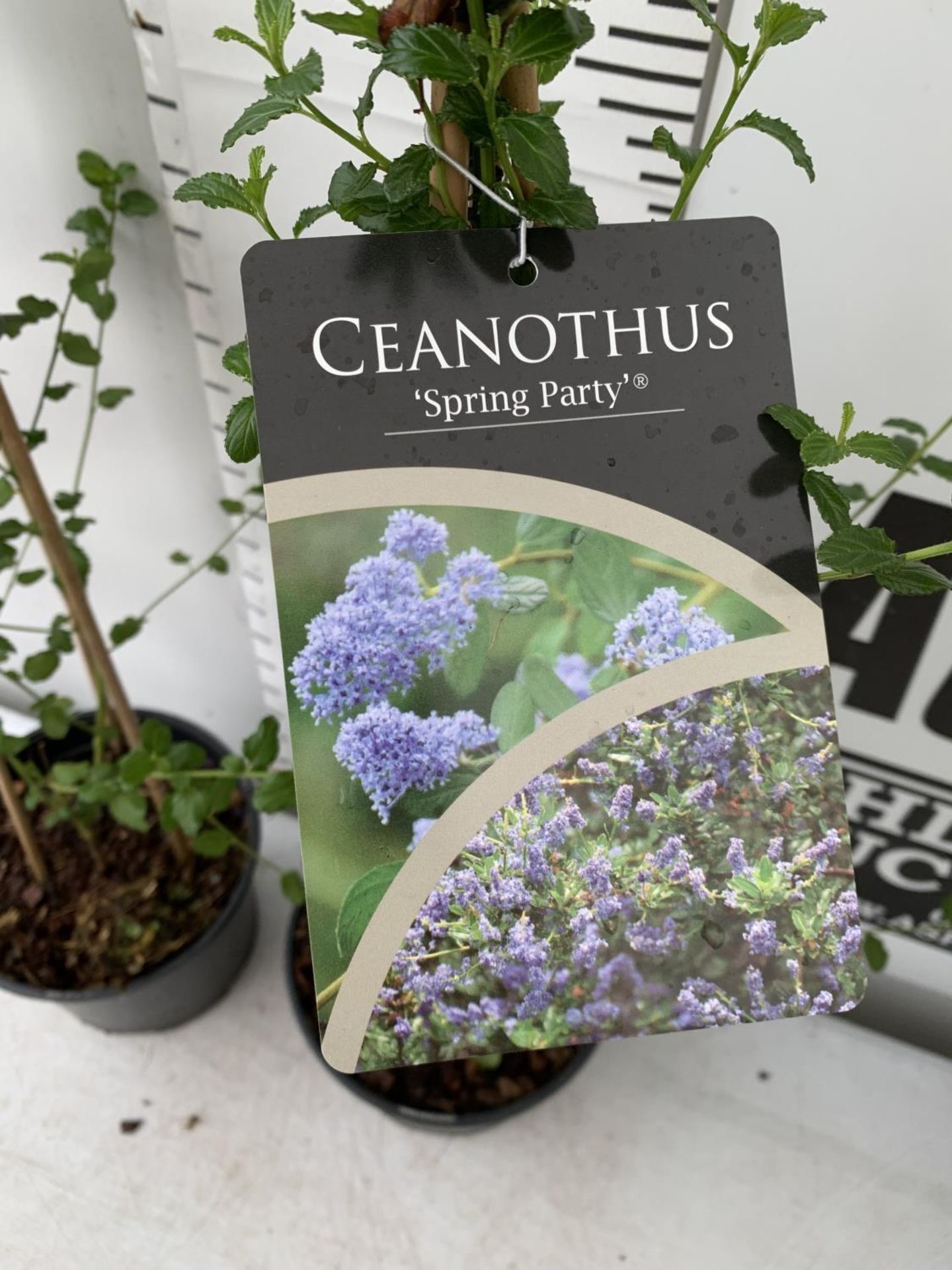 TWO CEANOTHUS 'SPRING PARTY' IN A 2 LTR POT ON A PYRAMID FRAME 90CM TALL PLUS VAT TO BE SOLD FOR THE - Image 4 of 7