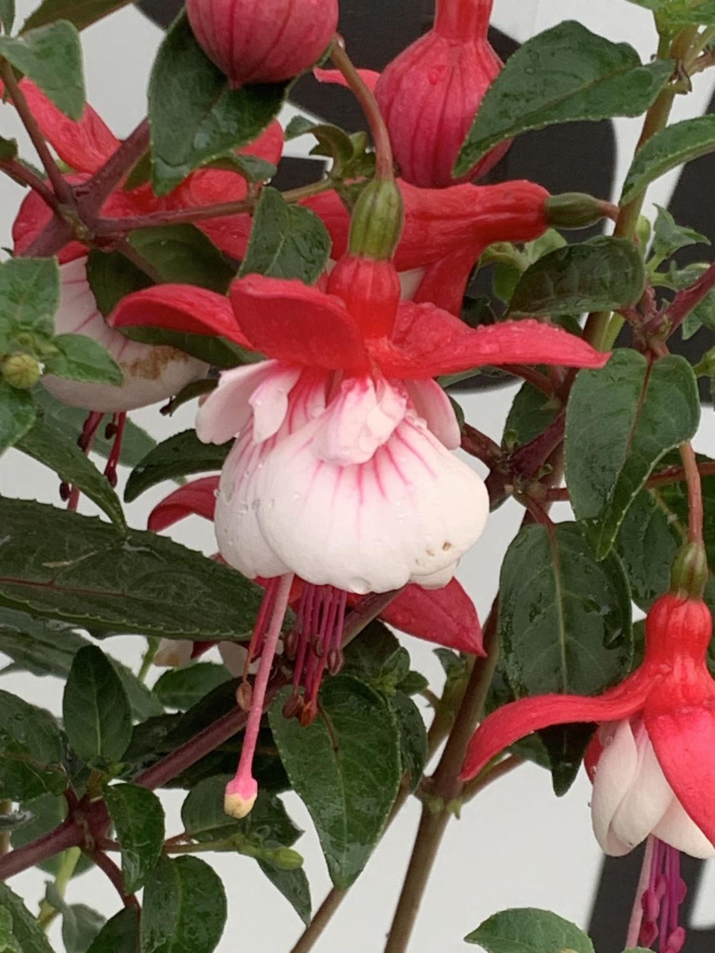TWO BELLA STANDARD FUCHSIA IN A 3 LTR POTS 70CM -80CM TALL TO BE SOLD FOR THE TWO PLUS VAT - Image 4 of 5
