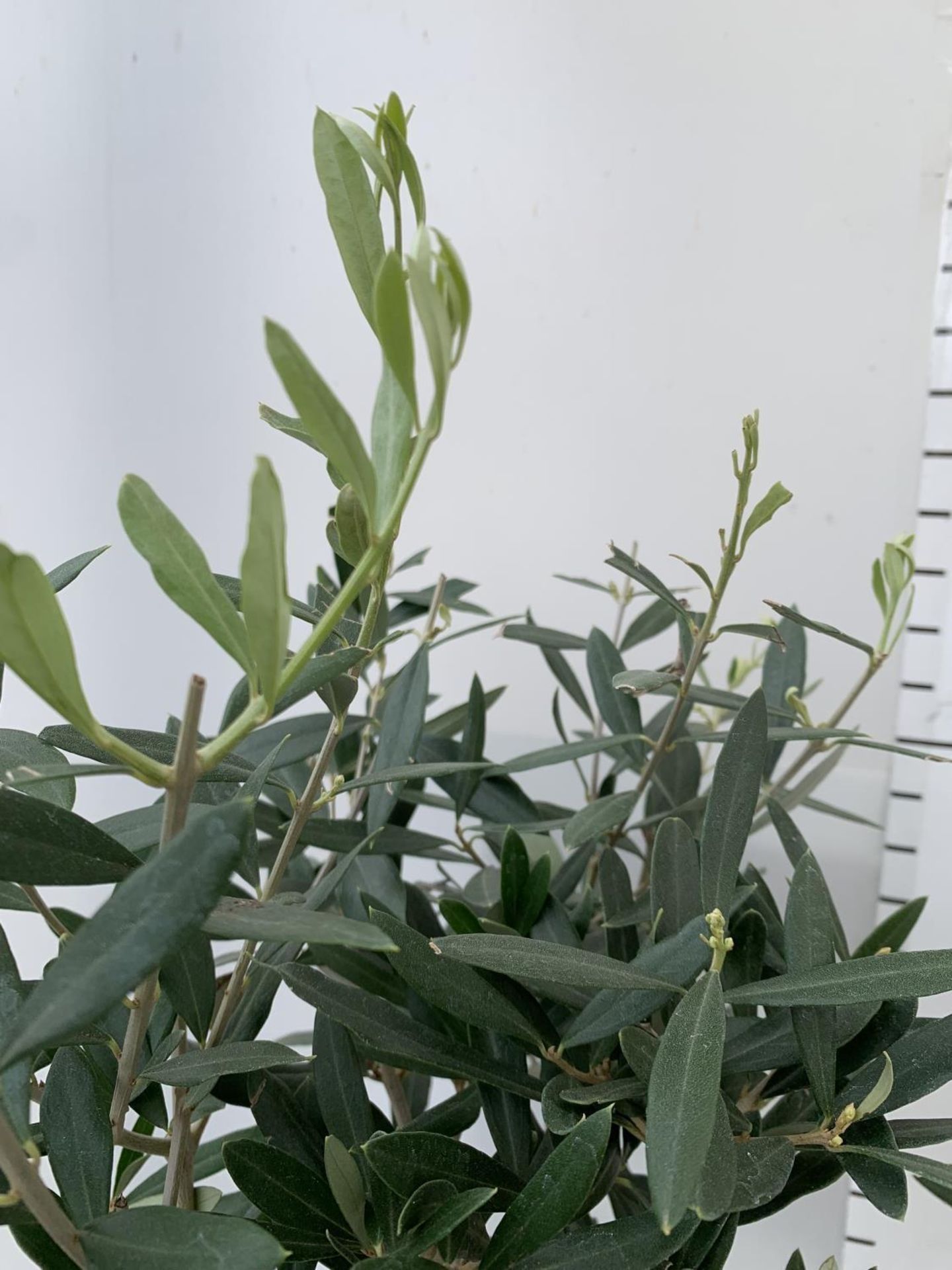 TWO OLIVE EUROPEA STANDARD TREES APPROX 110CM IN HEIGHT IN 3LTR POTS NO VAT TO BE SOLD FOR THE TWO - Image 5 of 8