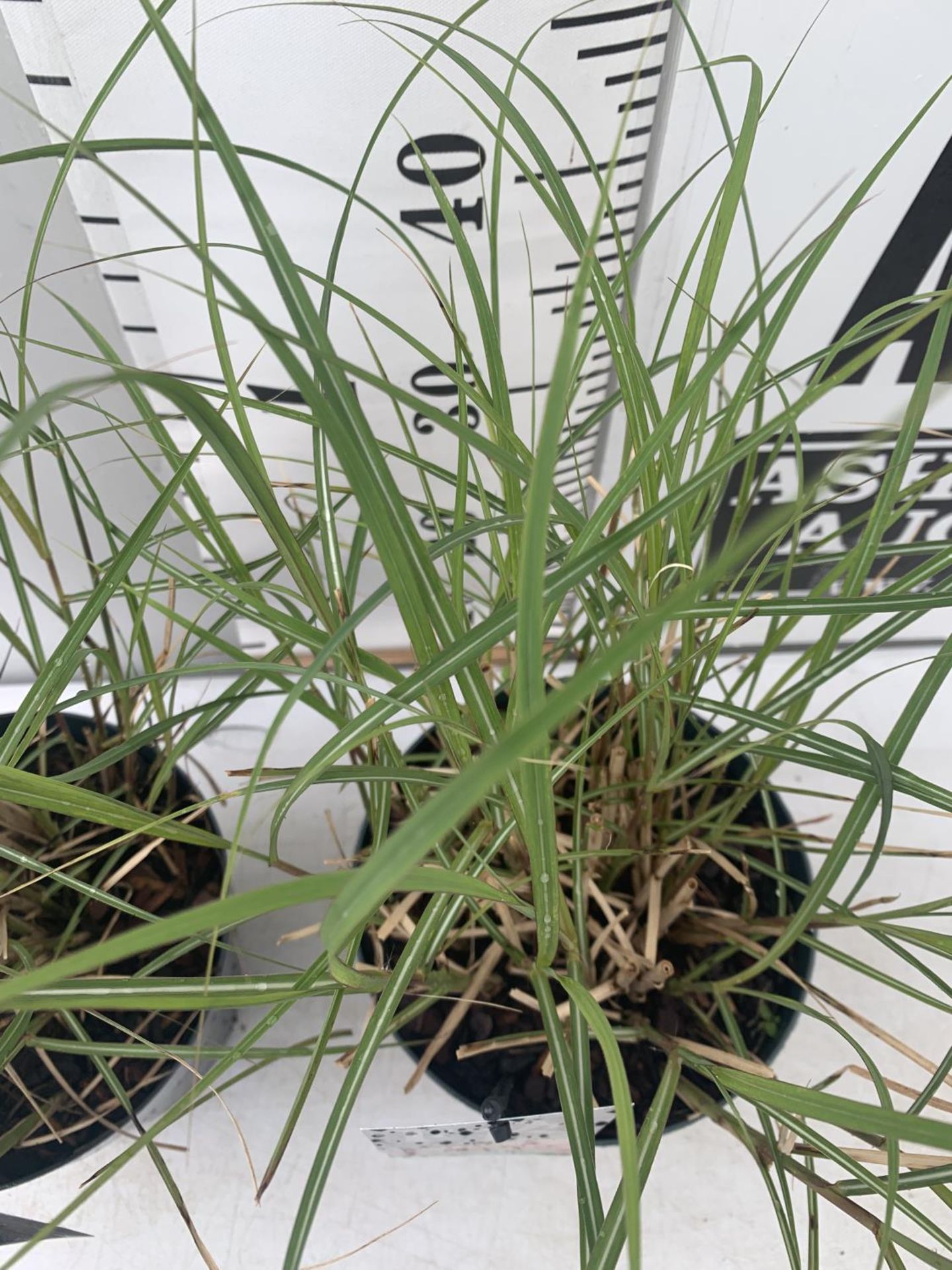 TWO ORNAMENTAL GRASSES 'MISCANTHUS RED CHIEF' IN 4 LTR POTS APPROX 50CM IN HEIGHT PLUS VAT TO BE - Image 3 of 4