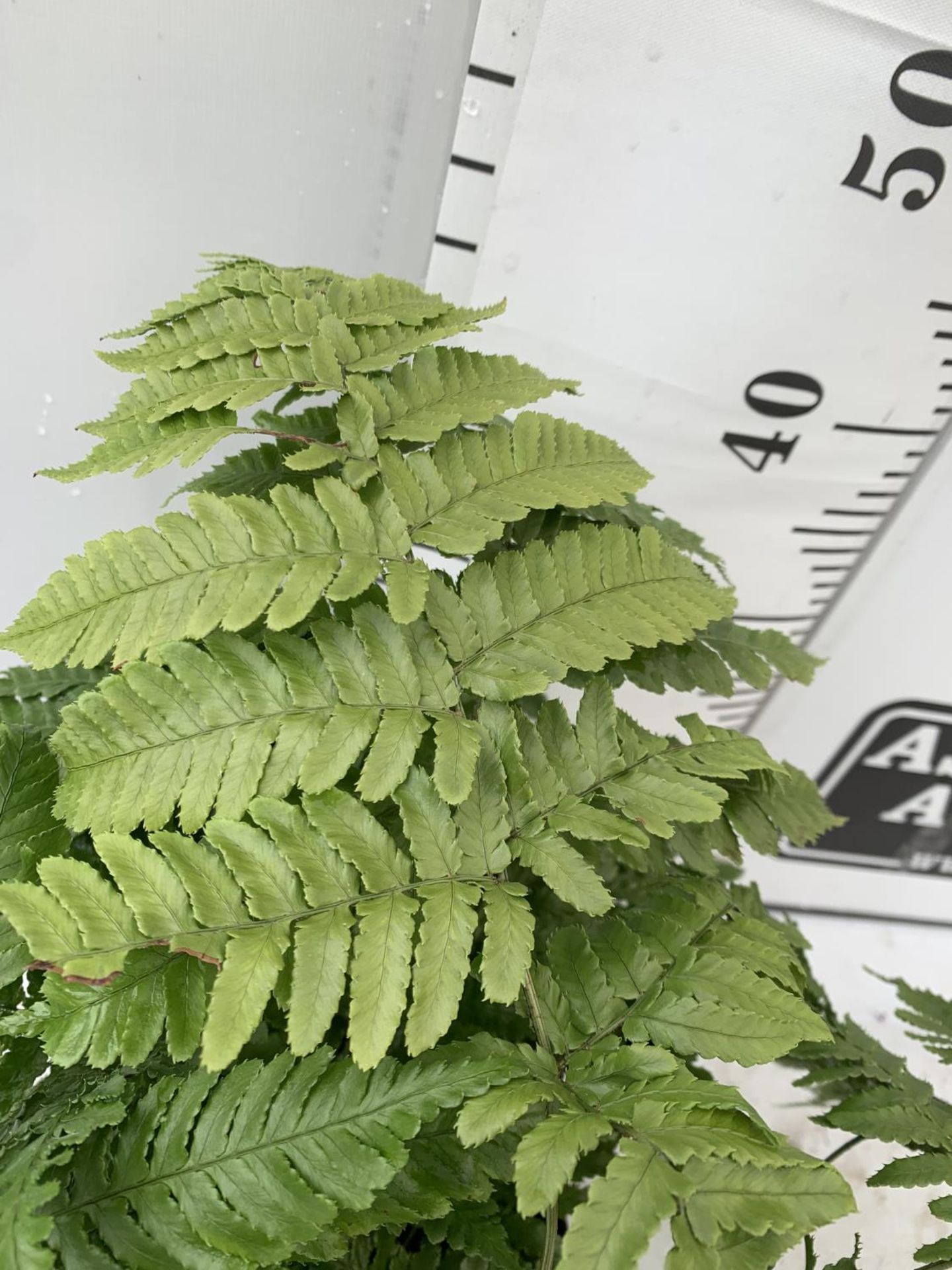 TWO LARGE ELEGRASS FERNS POLYSTICHUM AND DRYOPTERIS IN 3 LTR POTS 30-40CM TALL TO BE SOLD FOR THE - Image 7 of 9