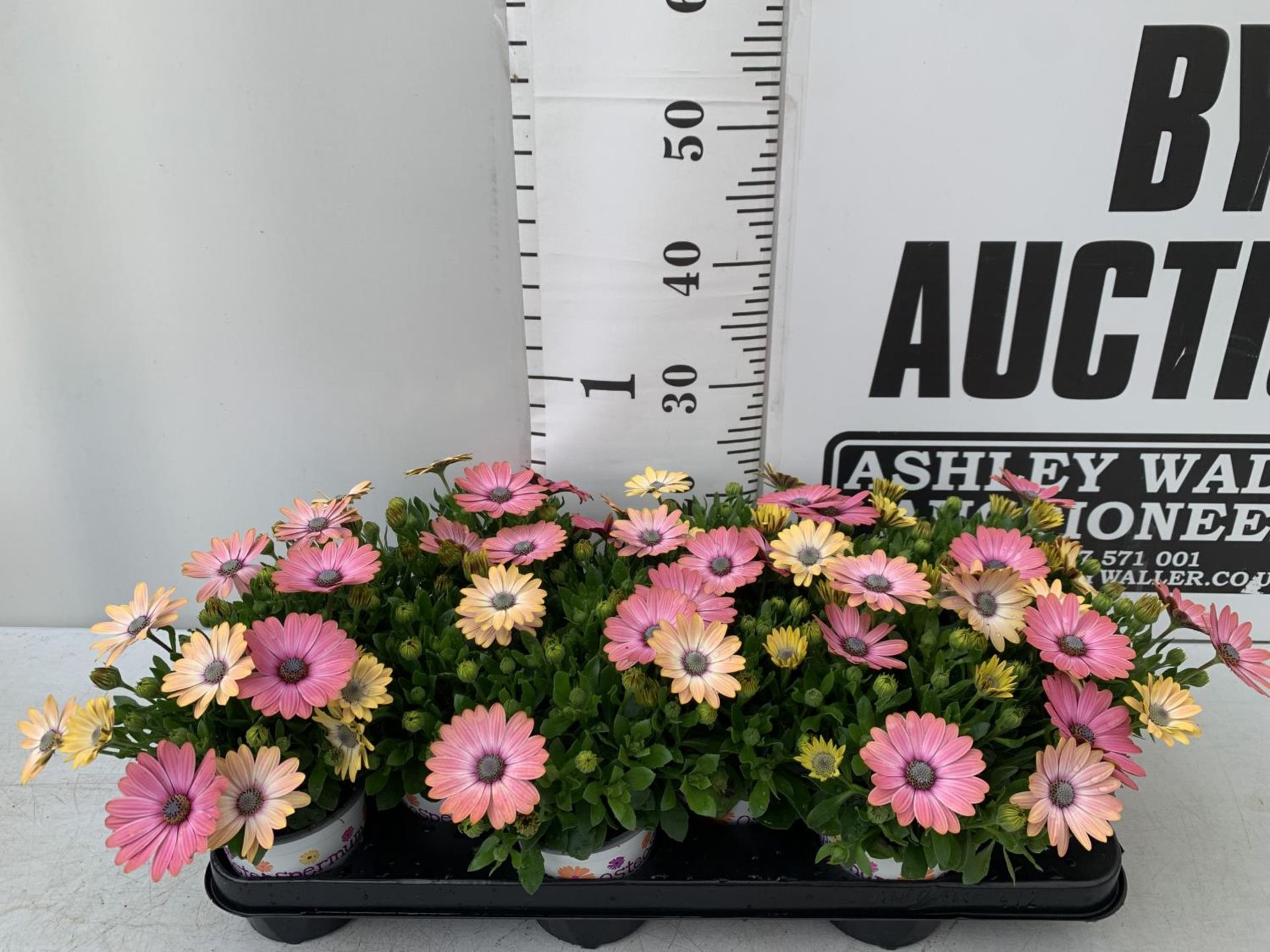 TWELVE MIXED COLOURED OSTEOSPERMUM PLANTS ON A TRAY TO BE SOLD FOR THE TWELVE PLUS VAT