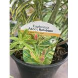 THREE EUPHORBIA ASCOT RAINBOW 90CM TALL TO BE SOLD FOR THE THREE IN 3 LTR POTS PLUS VAT