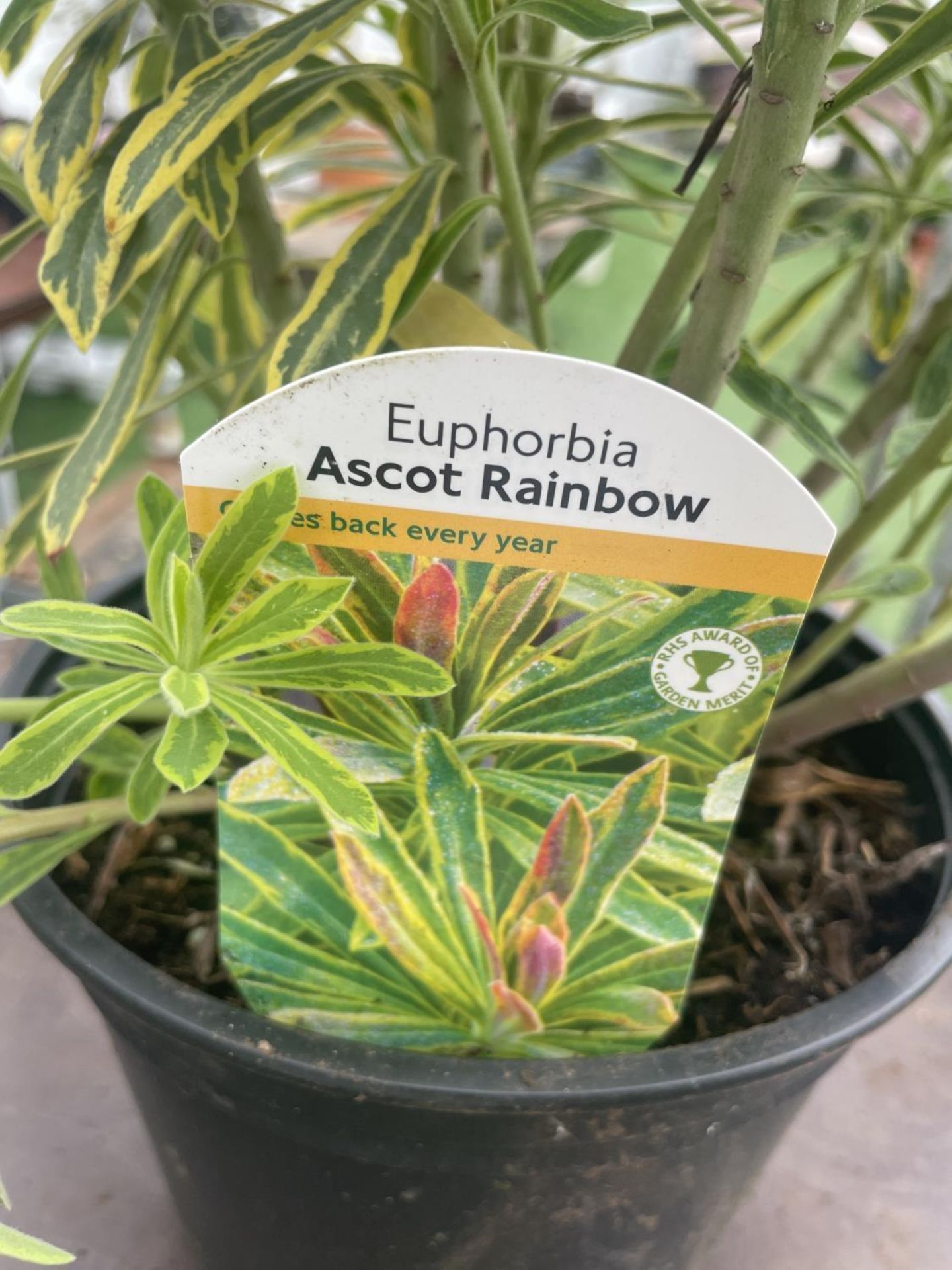 THREE EUPHORBIA ASCOT RAINBOW 90CM TALL TO BE SOLD FOR THE THREE IN 3 LTR POTS PLUS VAT