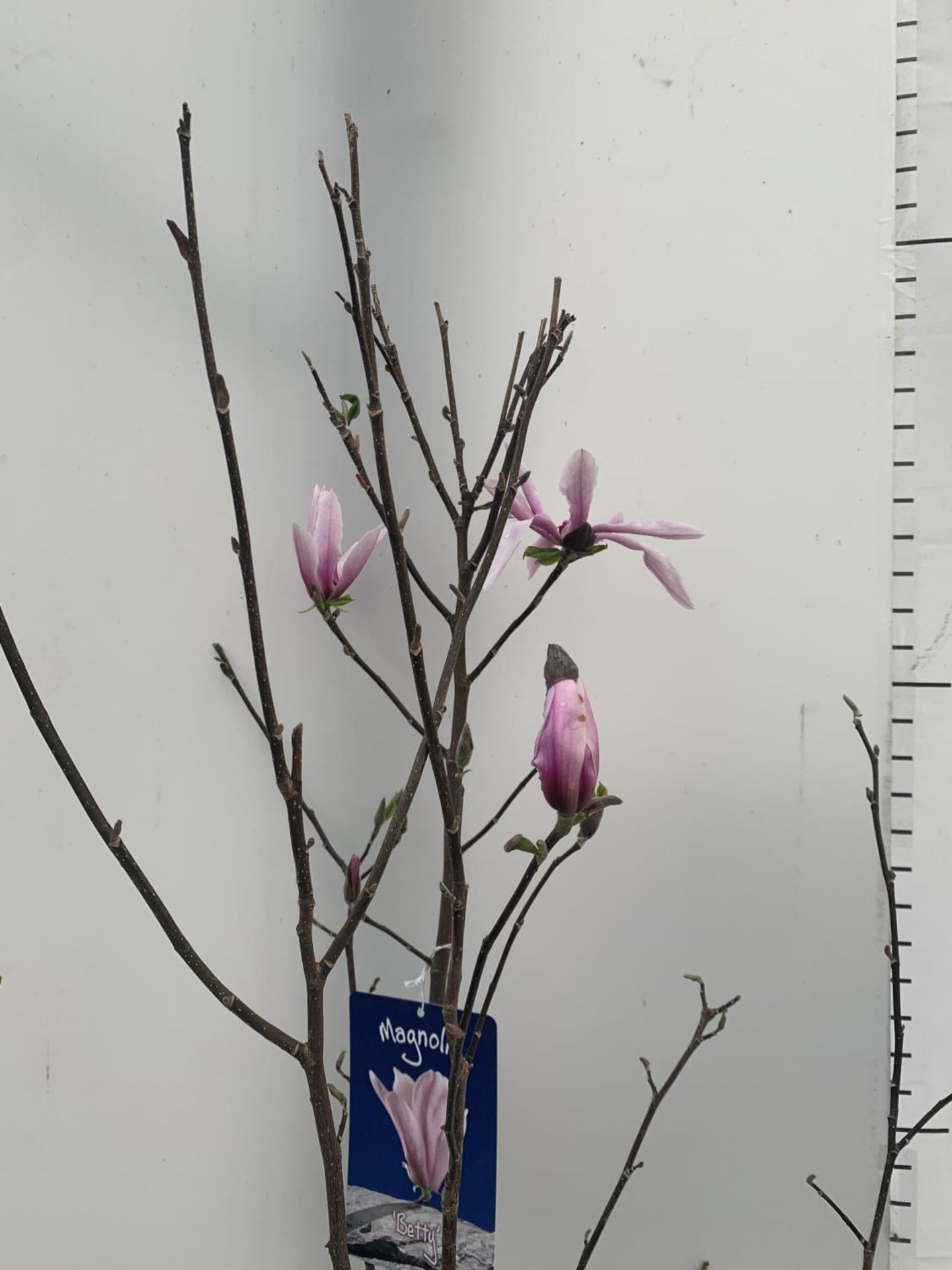 ONE MAGNOLIA 'BETTY' PINK IN A 7 LTR POT APPROX 130CM IN HEIGHT PLUS VAT - Image 3 of 5
