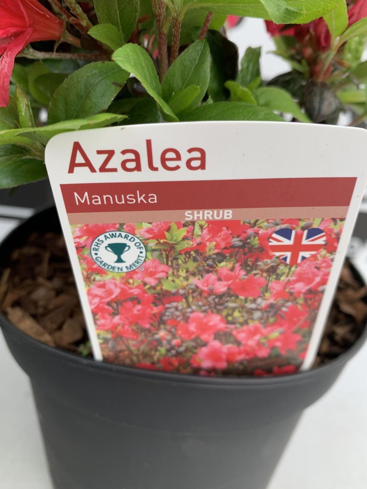 SIX MIXED AZALEA VUYK'S SCARLET, PLEASANT WHITE, MANUSKA, GEISHA RED, ORANGE BEAUTY AND FROSTED - Image 15 of 15