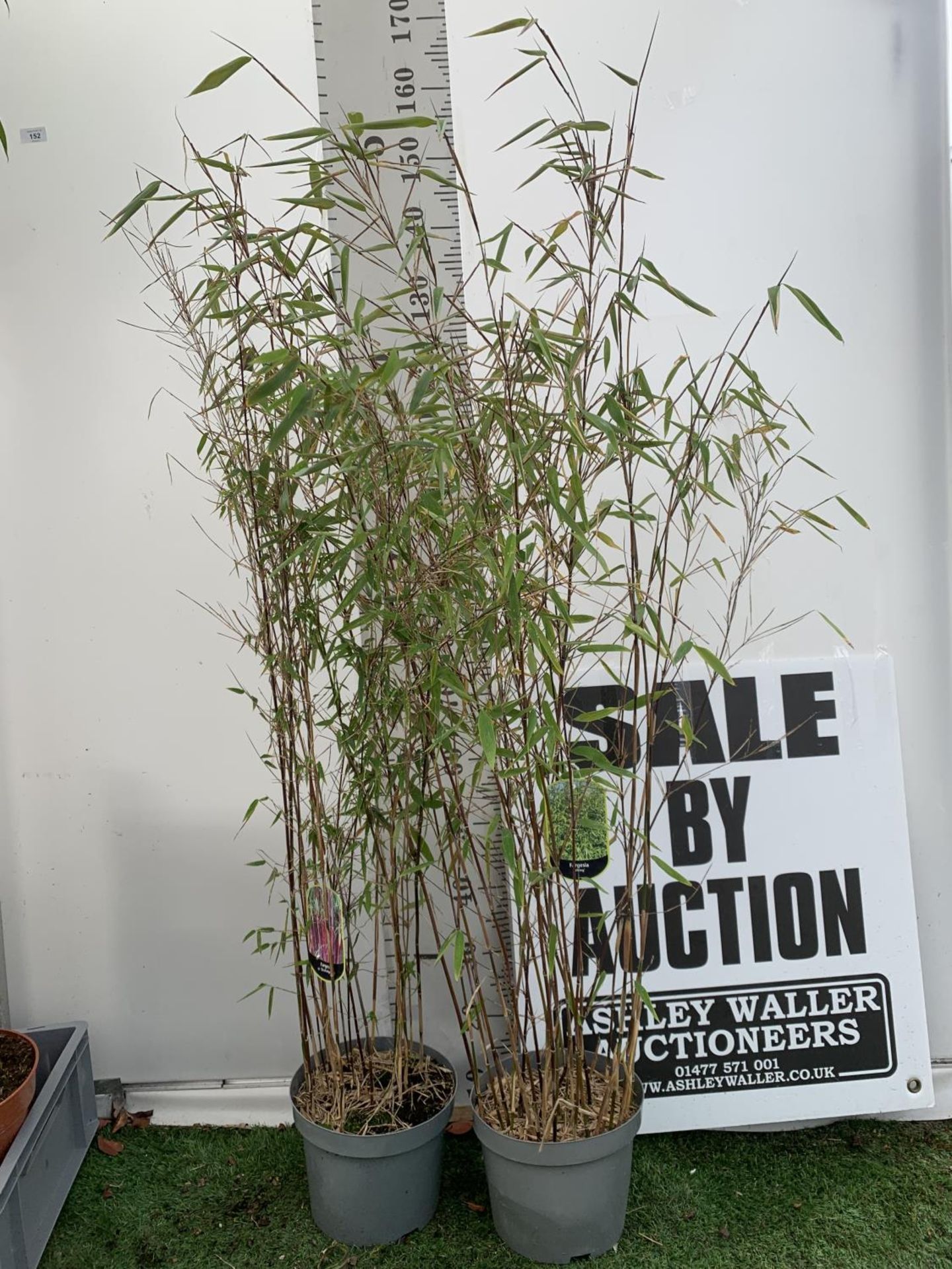 TWO BAMBOO FARGESIA 'VIKING' AND 'JIUZHAIGOU' APPROX 170CM IN HEIGHT IN 5 LTR POTS PLUS VAT TO BE