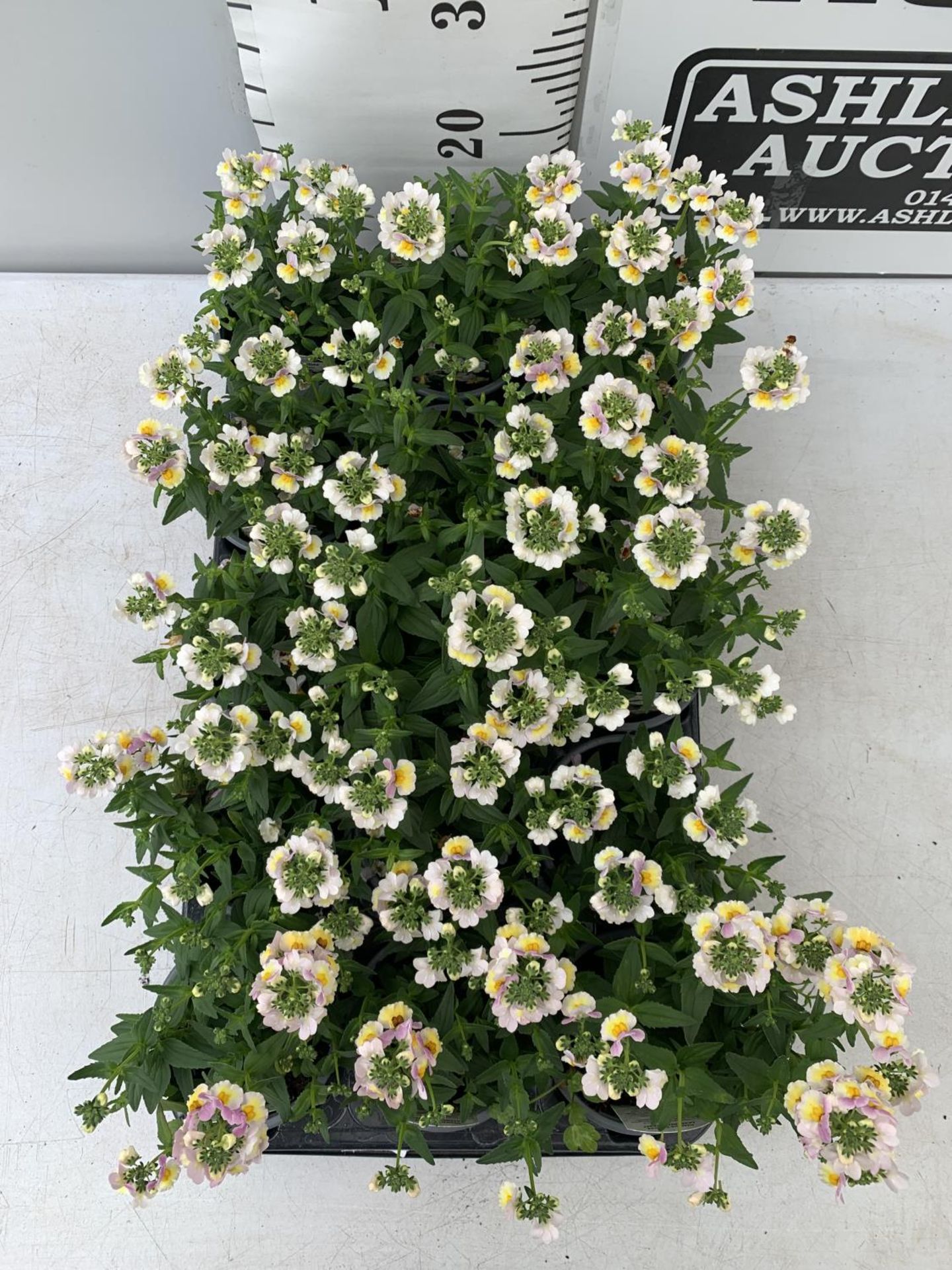 FIFTEEN NEMESIA SUNDAE 'LAVENDER SHERBET' ON A TRAY PLUS VAT TO BE SOLD FOR THE 15 - Image 4 of 5