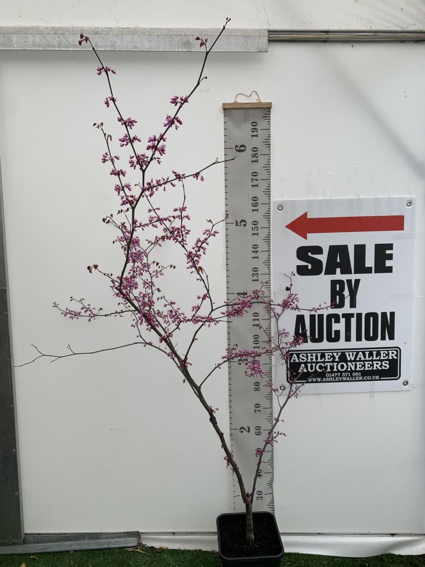 A CERCIS CANADENSIS CANADIAN REDBUD TREE IN PINK FLOWER OVER 2 METRES IN HEIGHT PLUS VAT IN A 7
